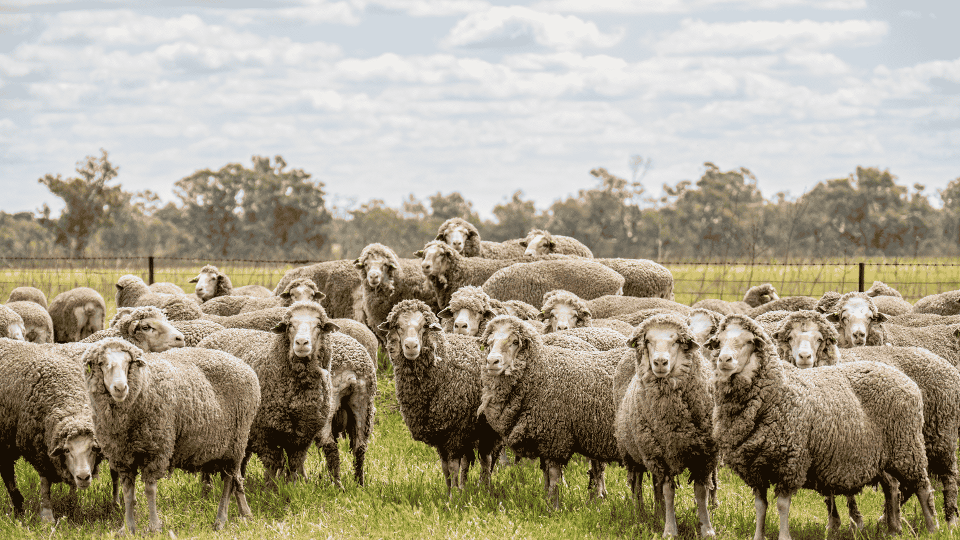 Weekly Sheep & Lamb Market Report