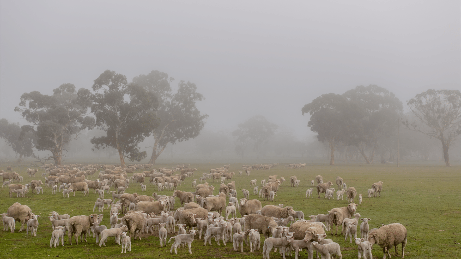 Farmland values hold firm as regional divide widens