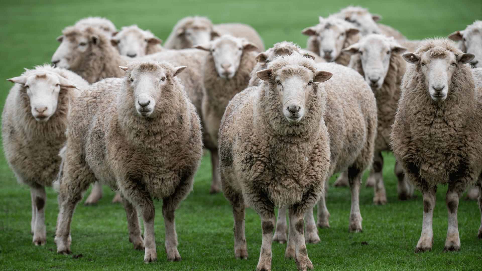 INDICATORS: Livestock prices fall across the board this week