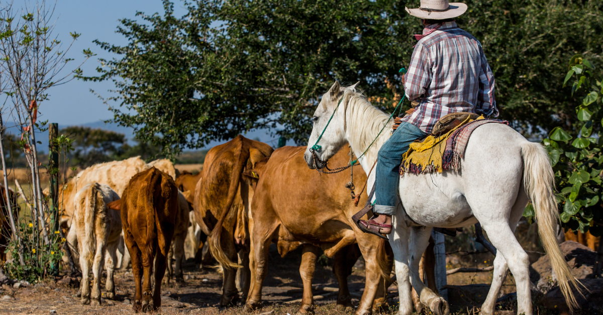 US suspends Mexican cattle imports over NWS fears