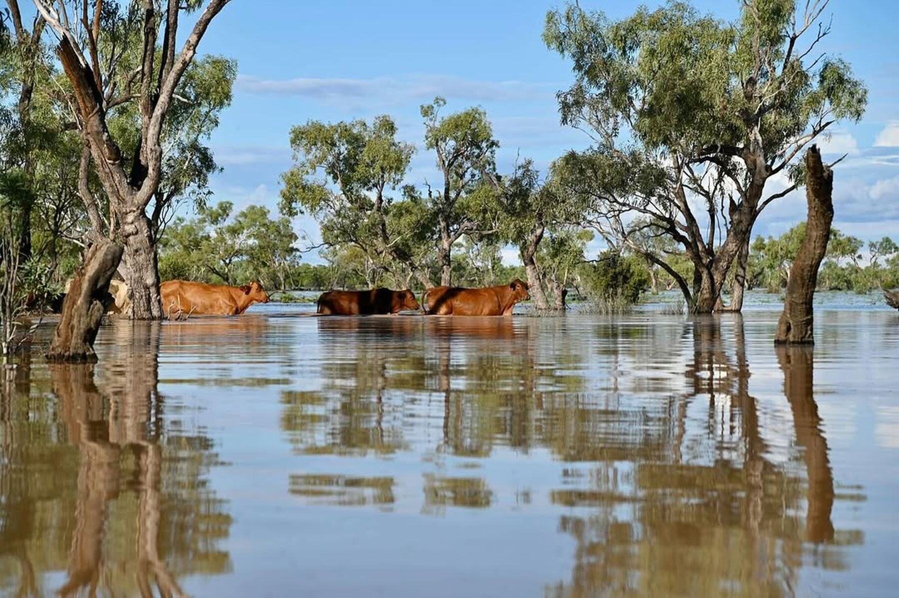 Unknown numbers of livestock lost as Queensland graziers face worst floods in 50 years