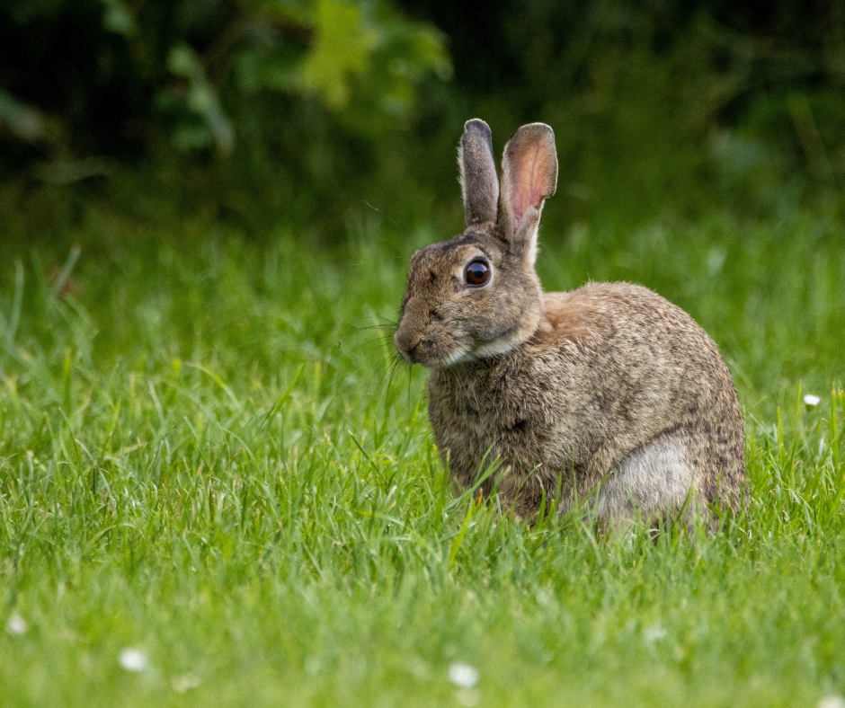 Rabbit plague looms amid calls for new biocontrols