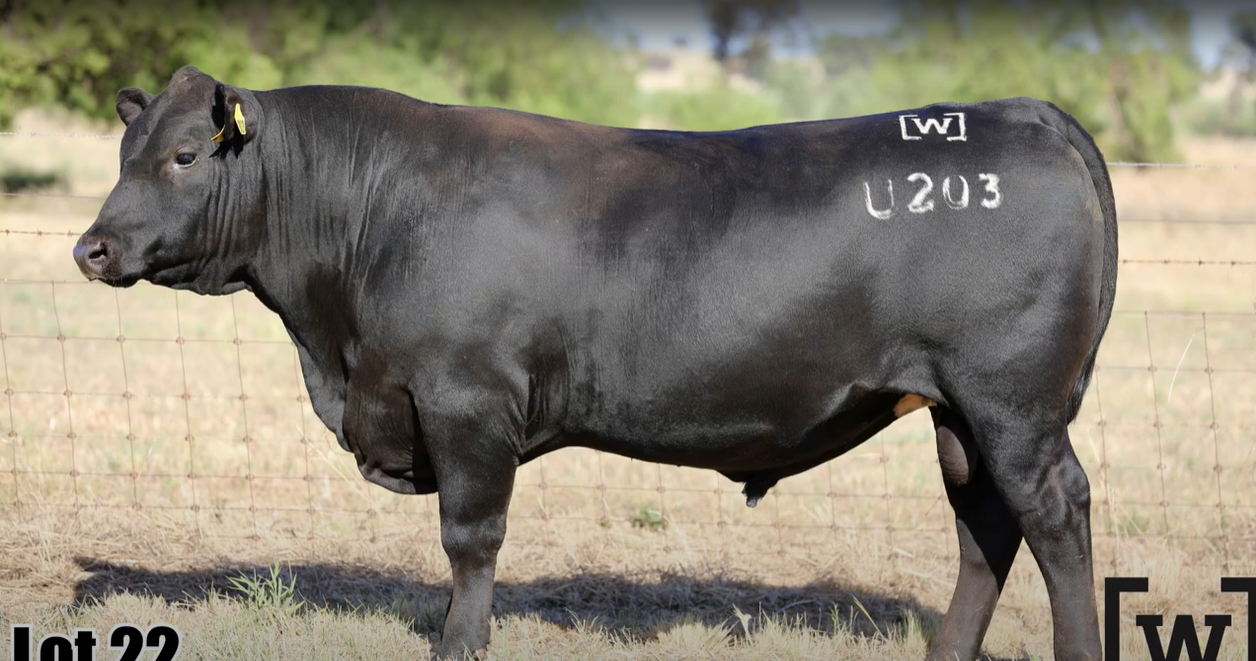 Strong results across stud cattle and equine sales on AuctionsPlus