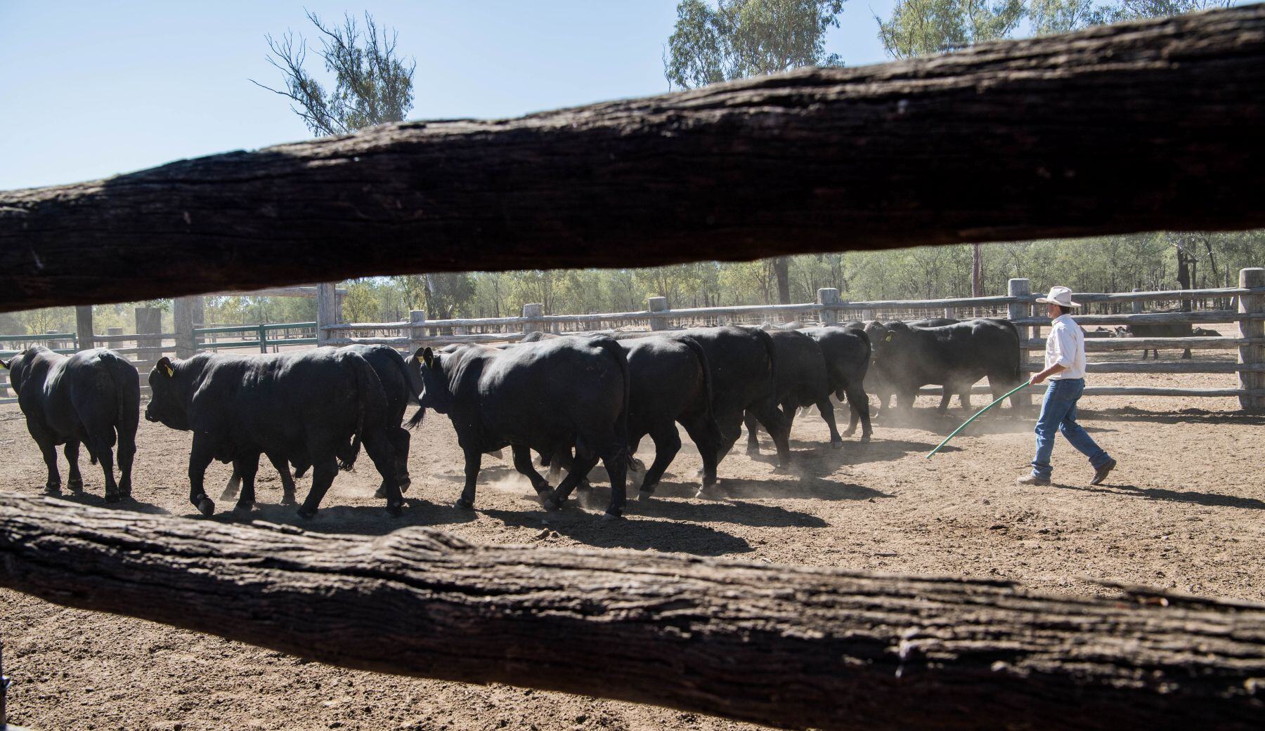 Tariffs on Australia due to ban on beef, pork: US envoy