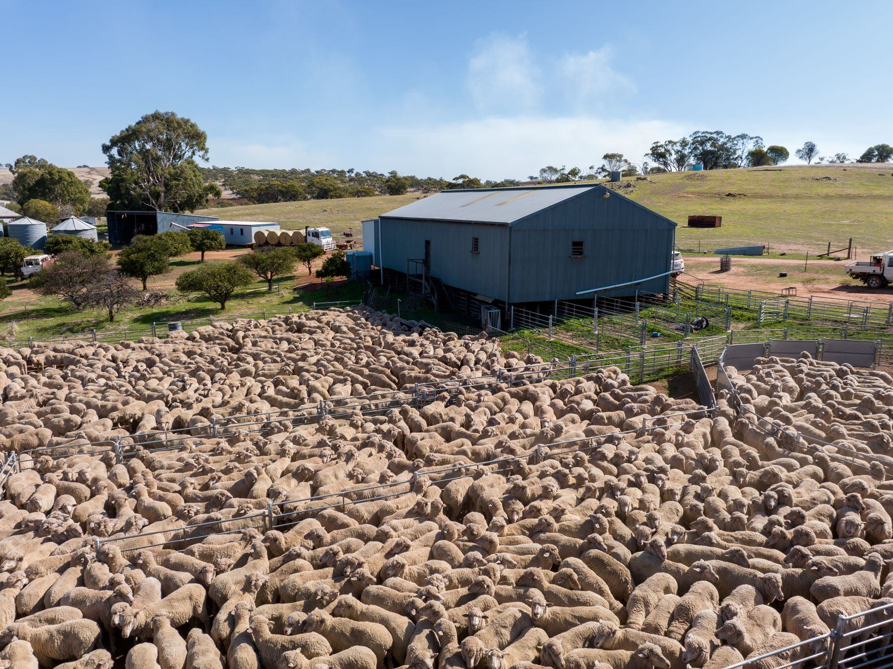 INDICATORS: Online sales influence lifts NYCI and Heavy Lamb Indicator exceeds 1000c/kg