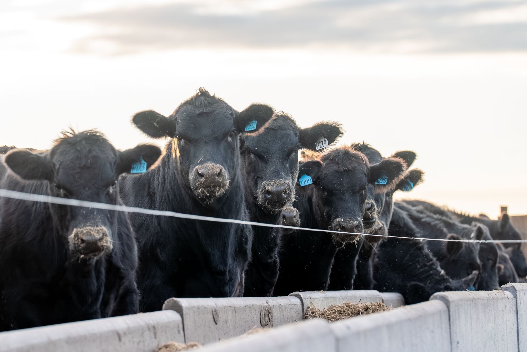 Non-compliant EU cattle to hit producer pockets