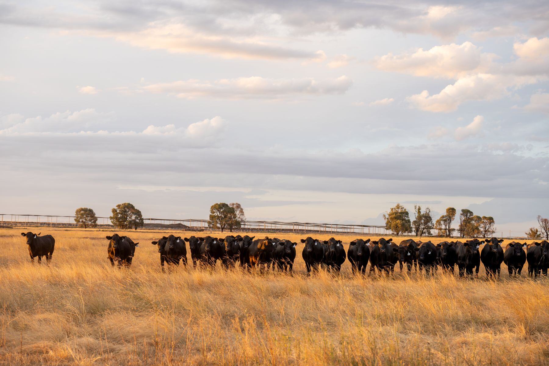 More photos, more profit: how visuals can impact cattle prices