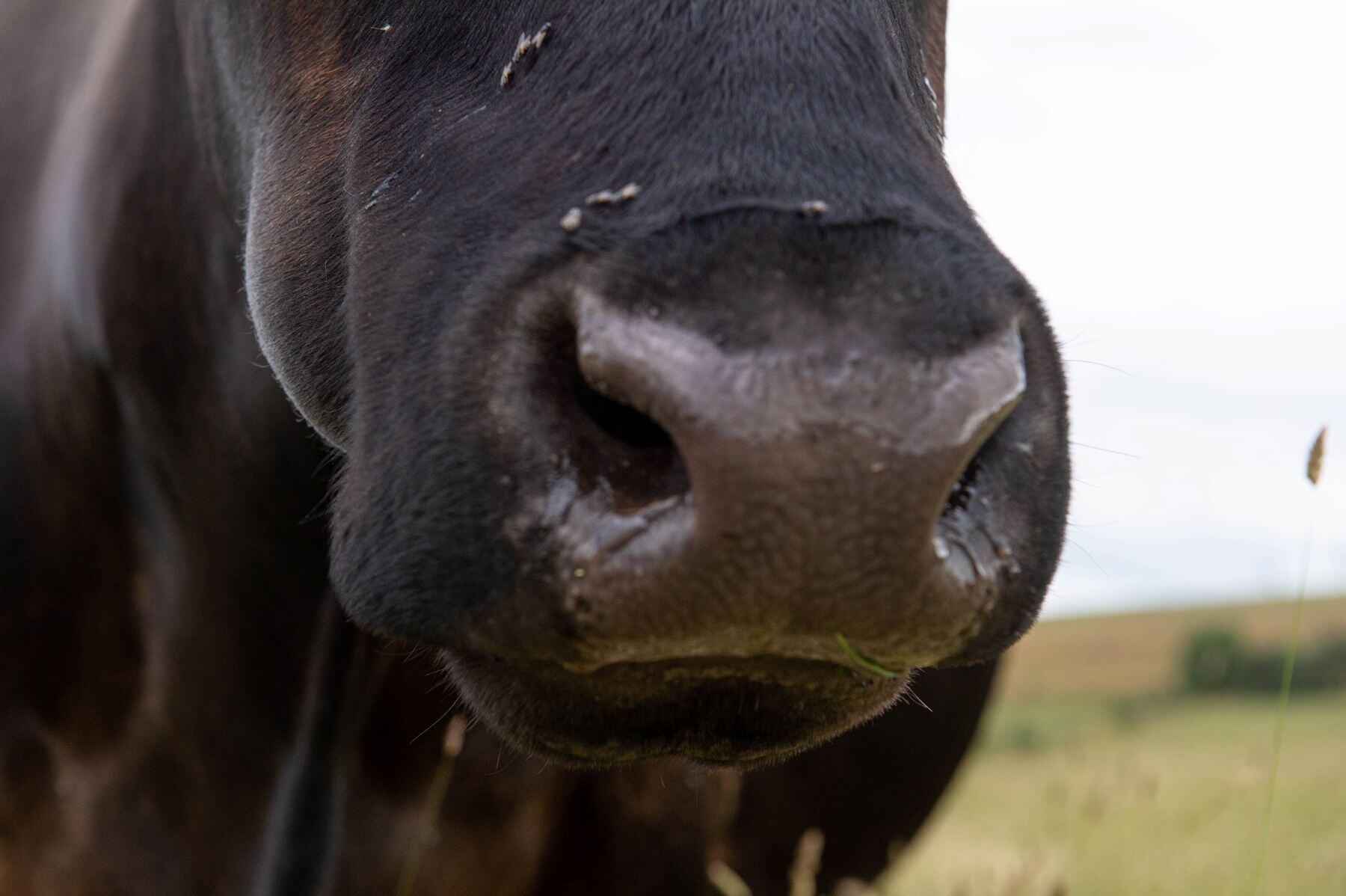 One day to go: Red meat industry awaits Trump’s tariff move