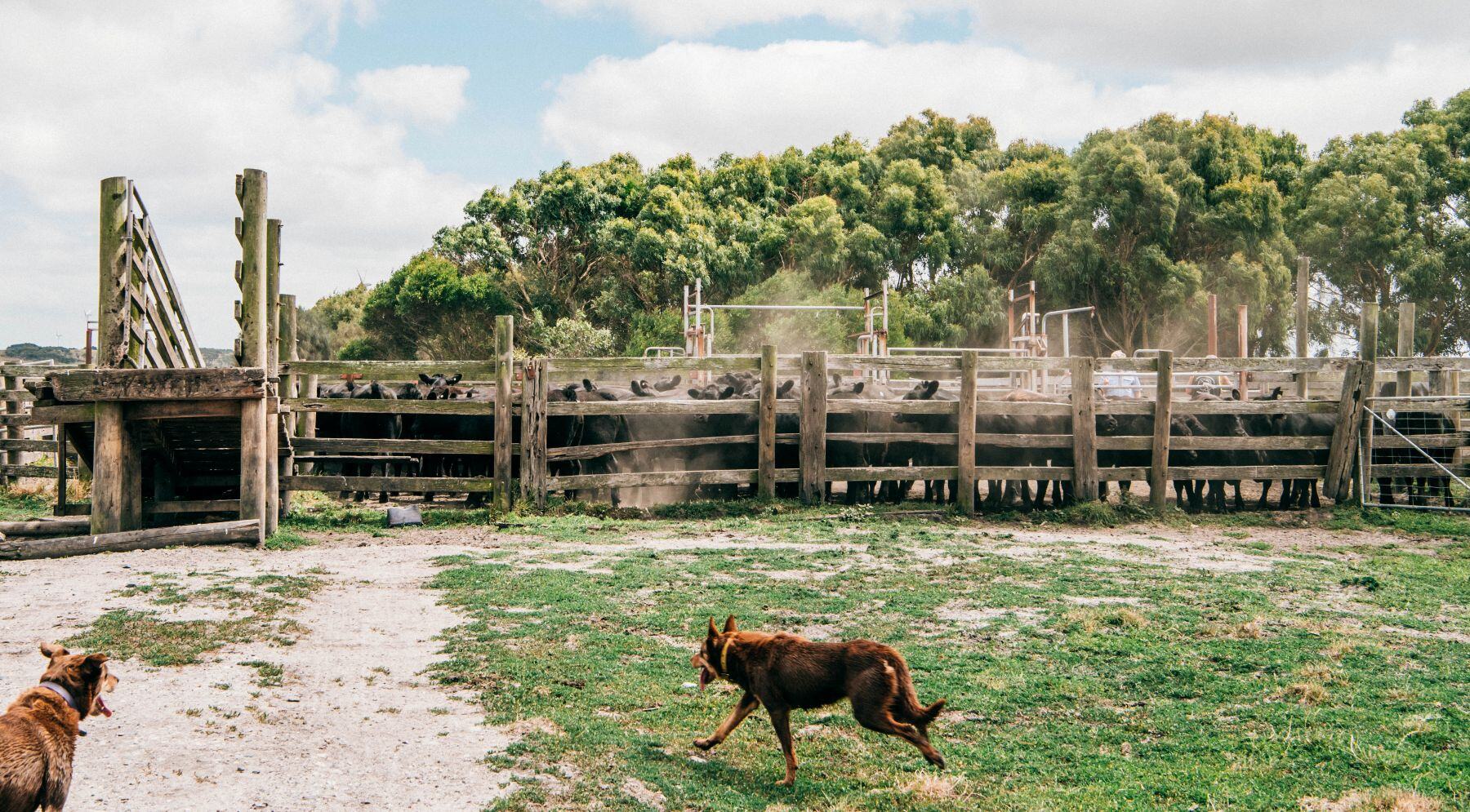 How is Brazilian beef affecting Australian cattle prices?