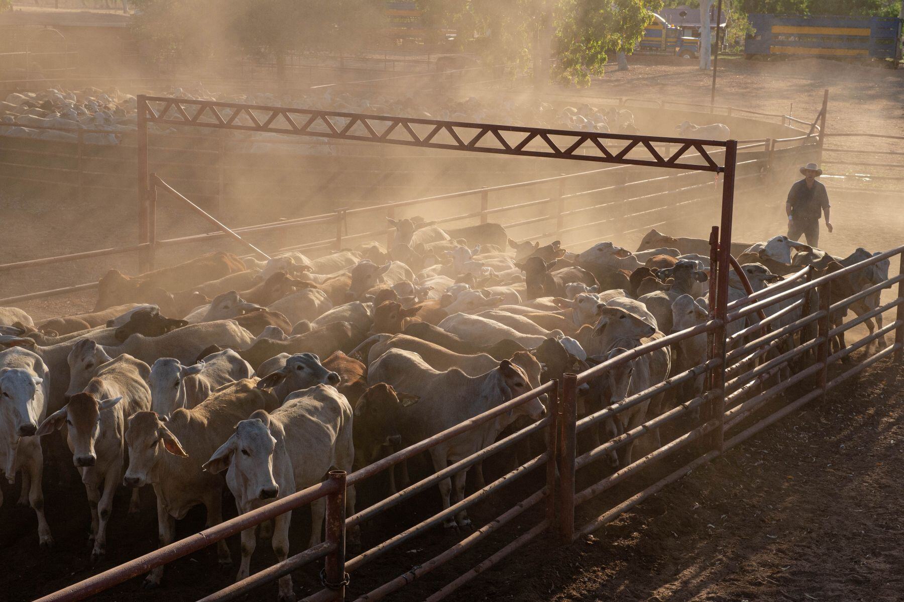 Trump hits Aussie beef and lamb exports with 10% tariff