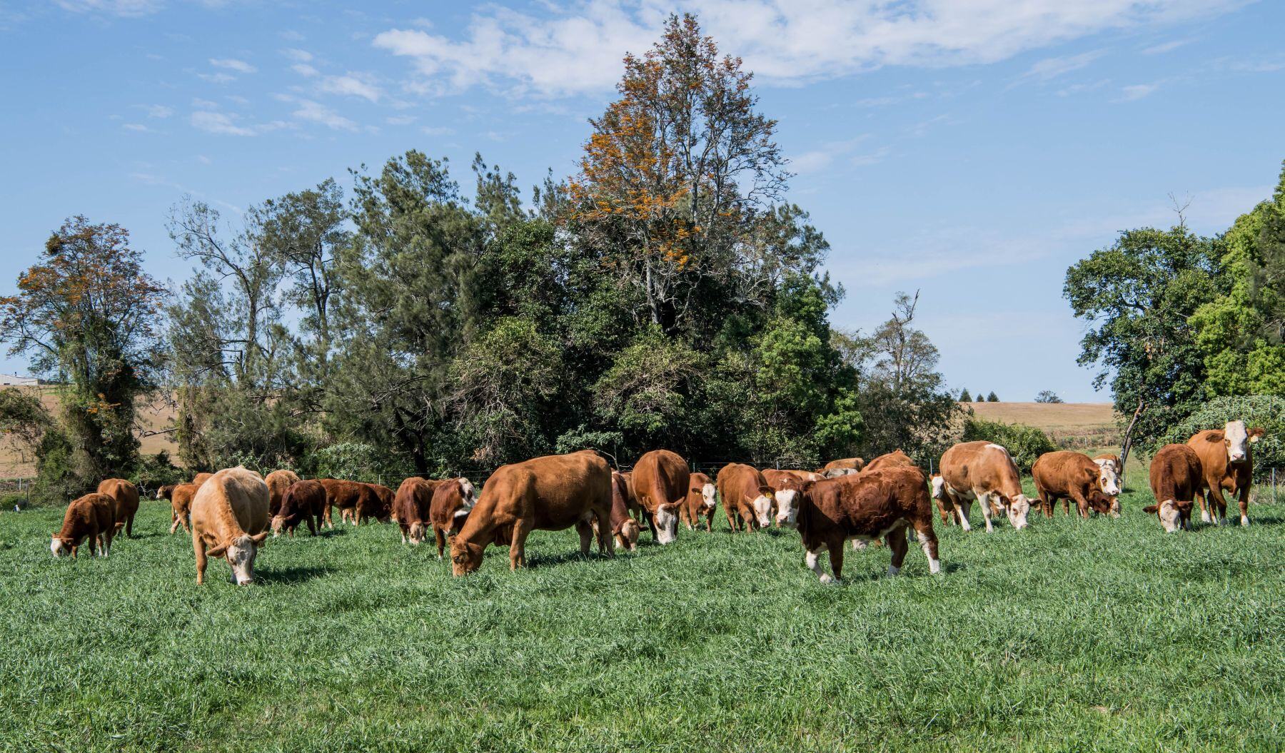 Growing cattle supply a reflection of the beef industry’s move towards cyclical production highs