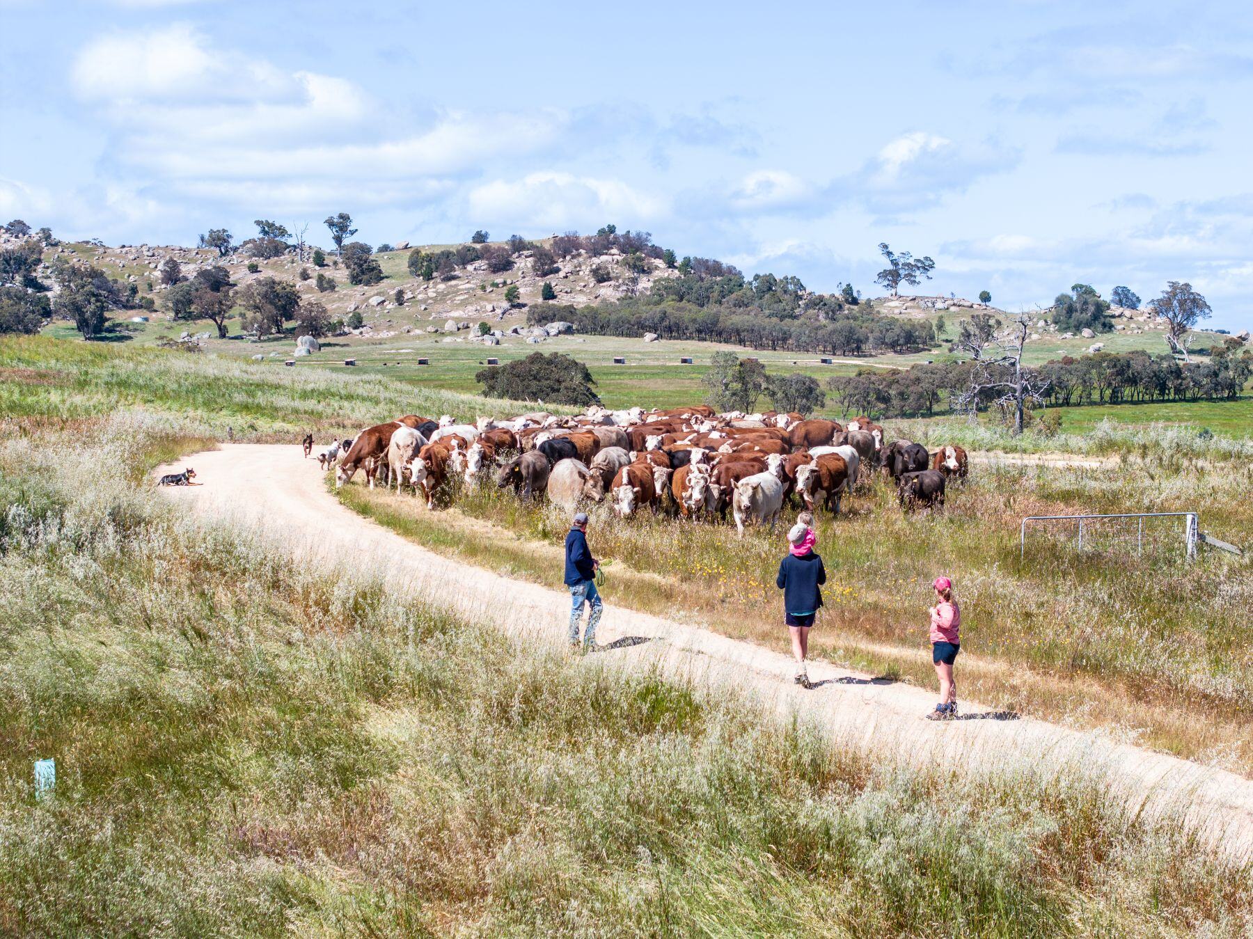 $3 million urgently needed for new Q Fever vaccine