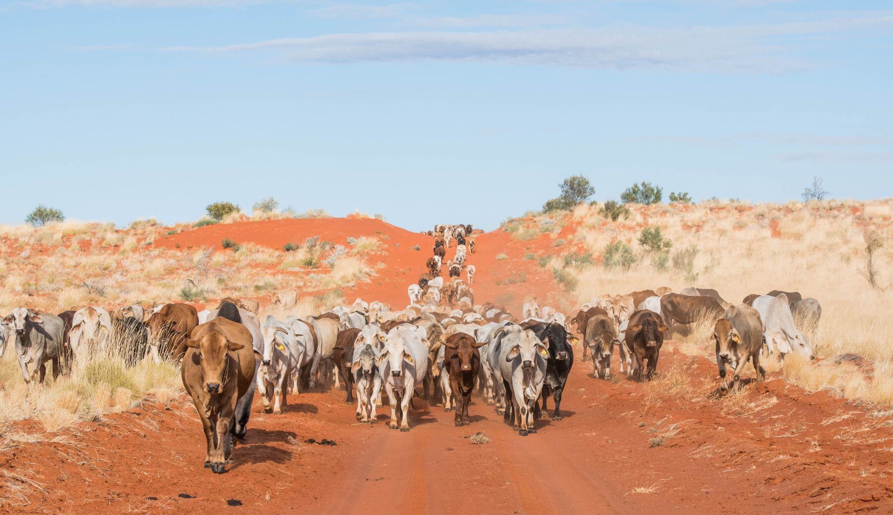 Buffel grass beef intensifies in lead up to election