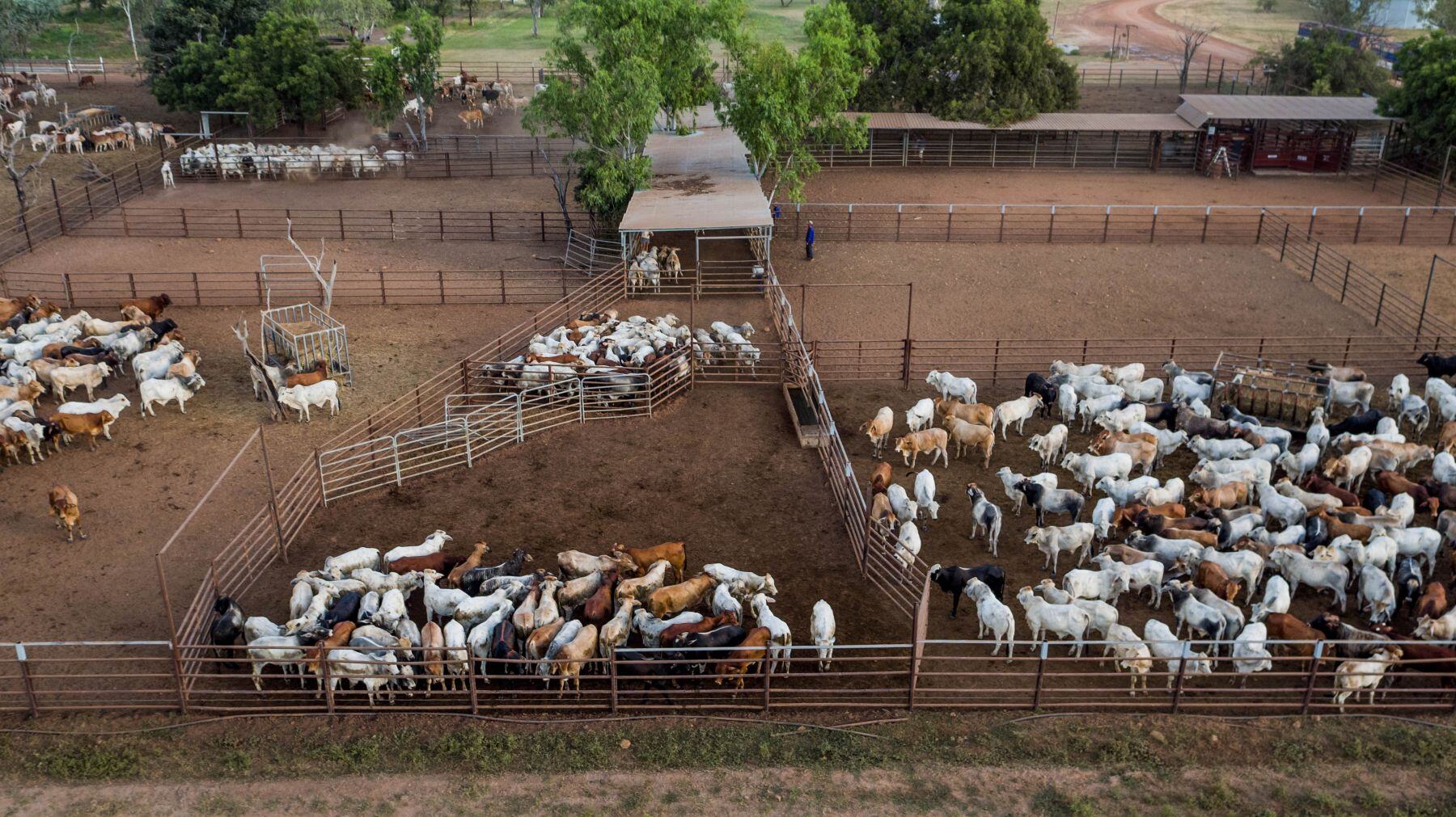 Beef opportunity in China