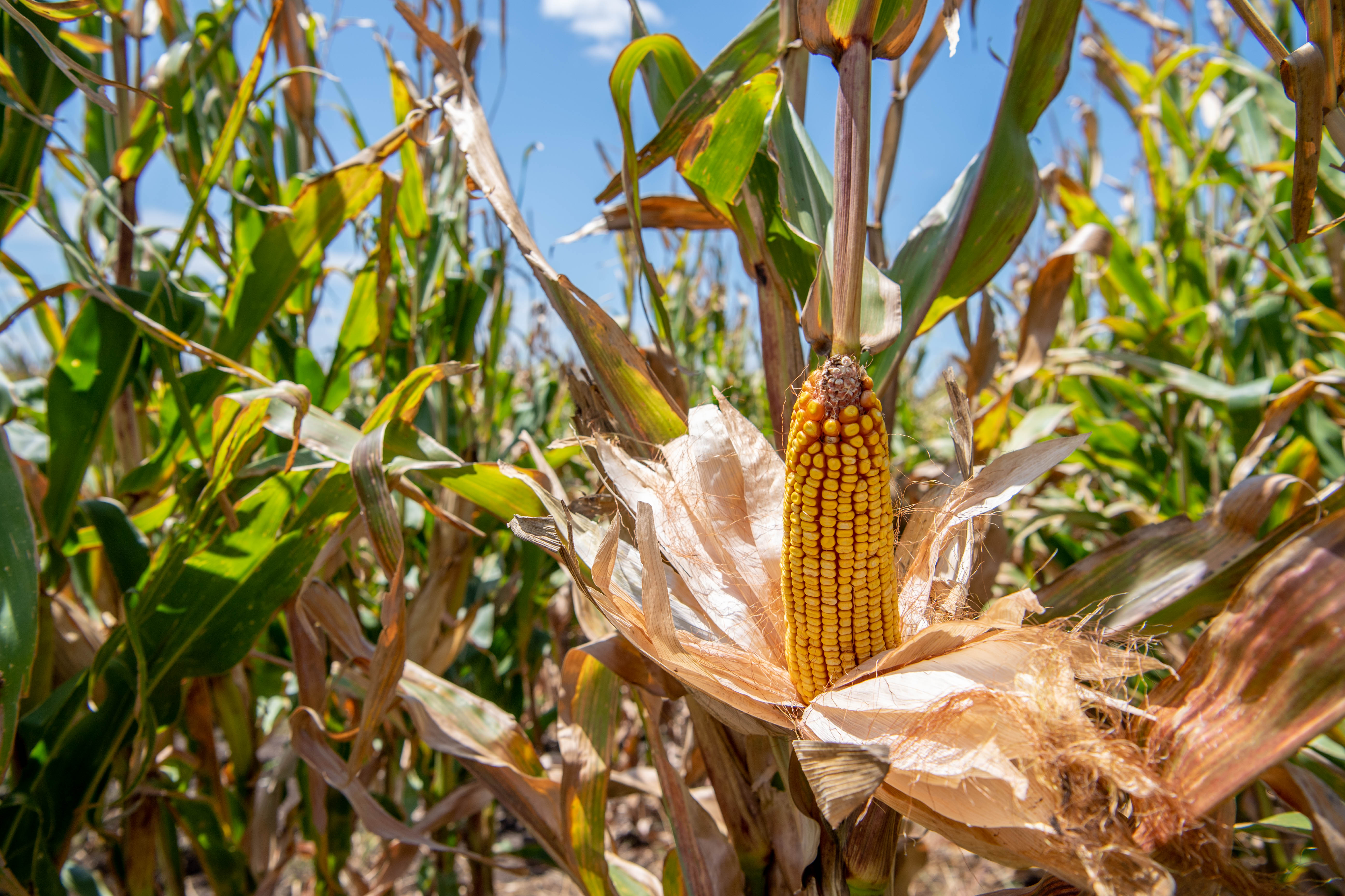 Chinese GM could cause concern for Australian growers