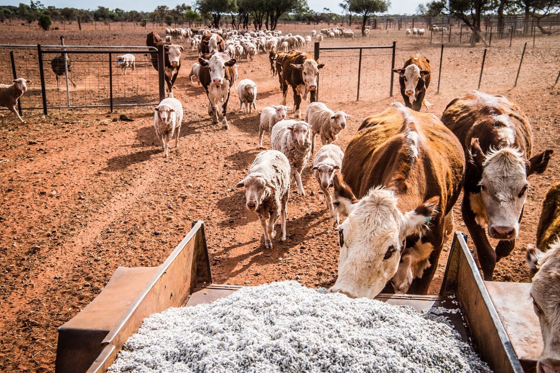 Vic govt caps controversial emergency levy for farmers as drought worsens