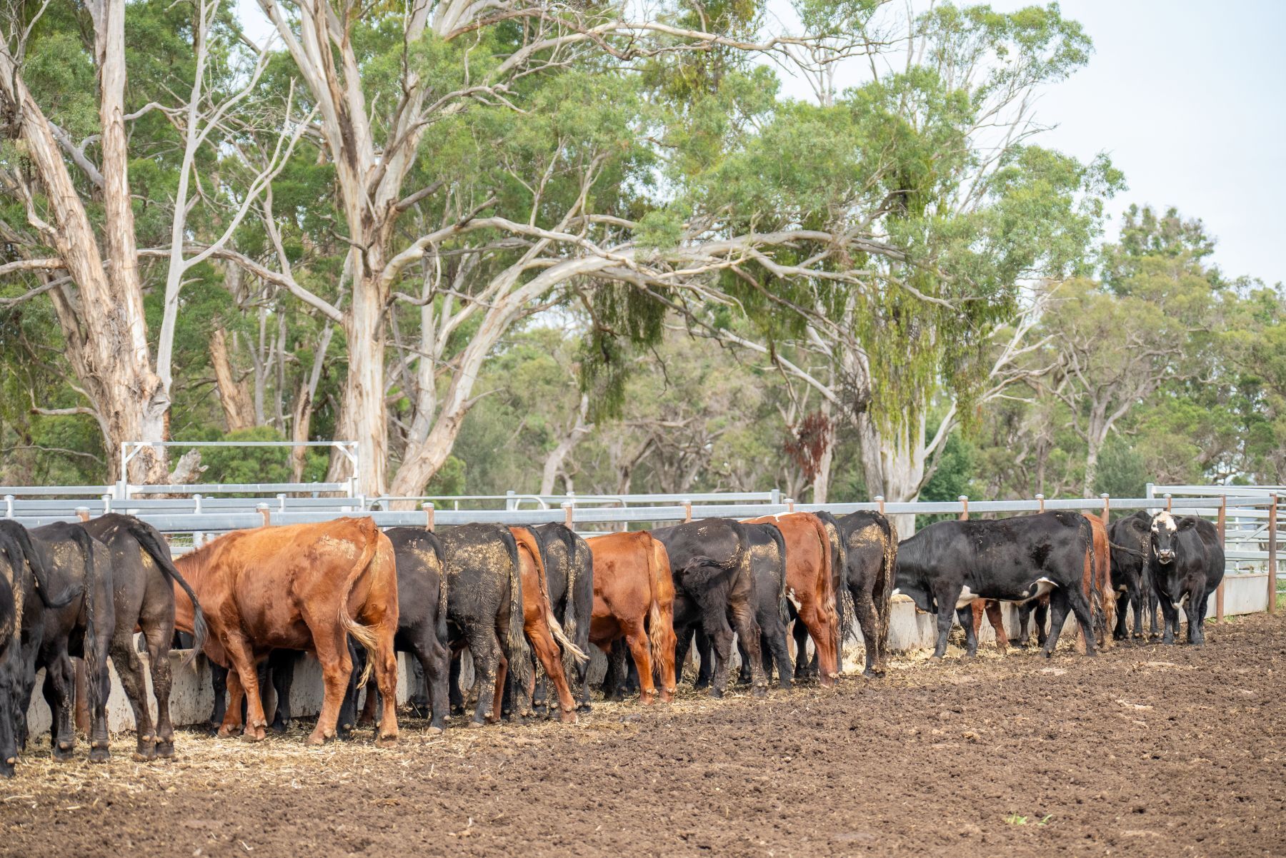 Are feedlots filling up?