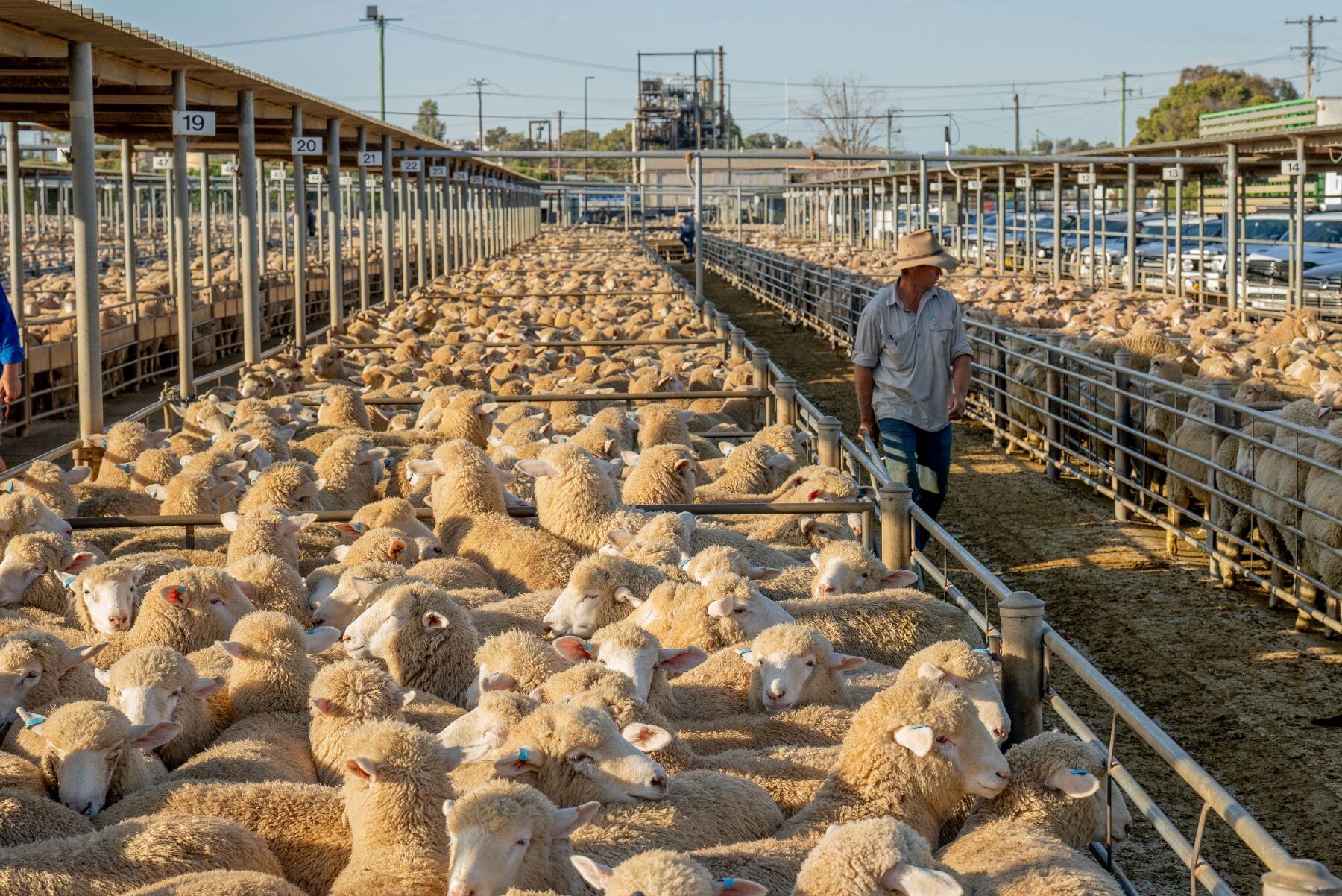 Price gap widens between light and restocker lambs