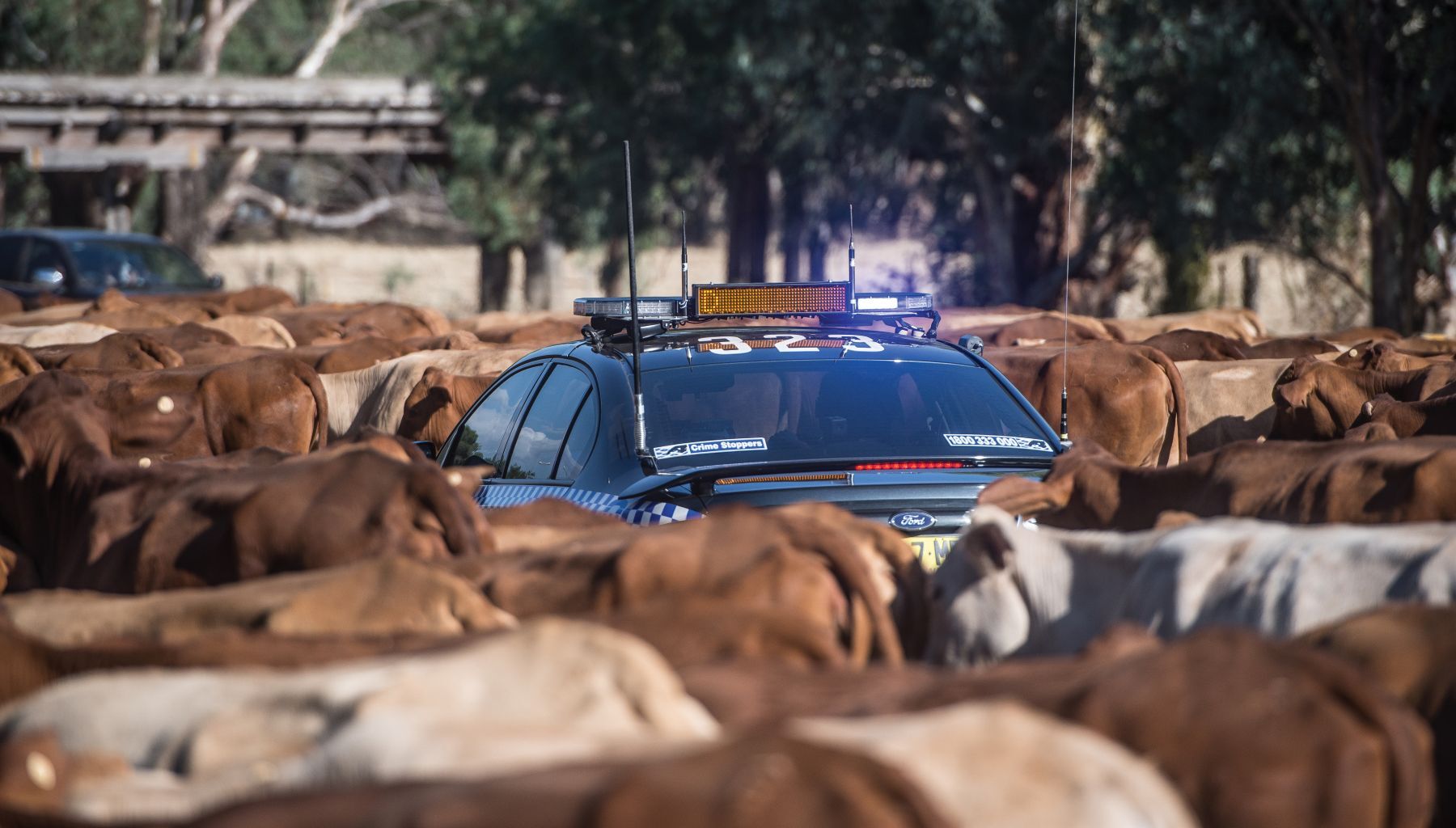 Tips to stop stock thieves in their tracks