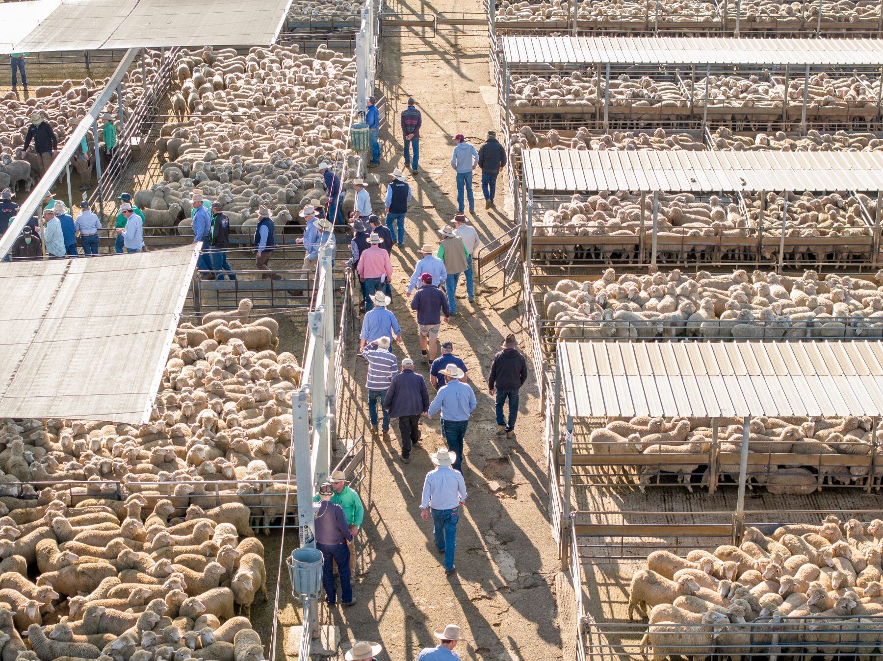 Pressure to mount on lamb prices as 2025 unfolds