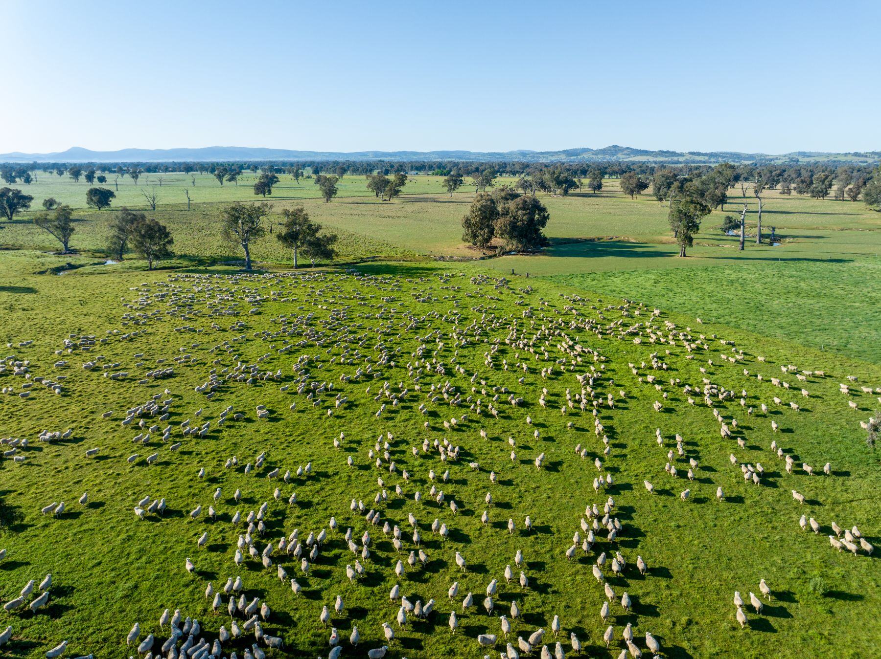 Industry welcomes extra export approvals for sheep and lamb to China