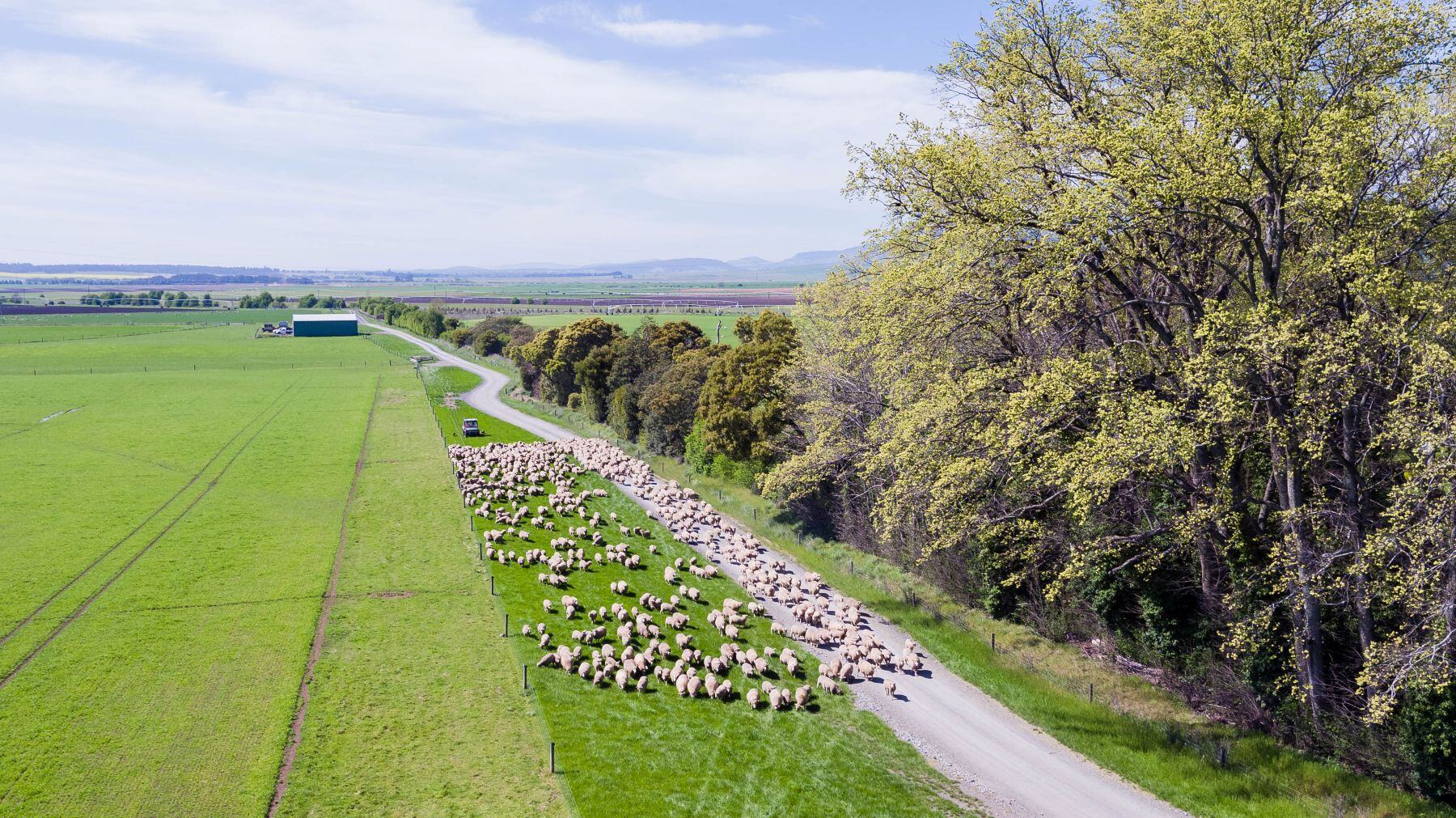 INDICATORS: Aussie livestock market momentum outpaces US tariff impact