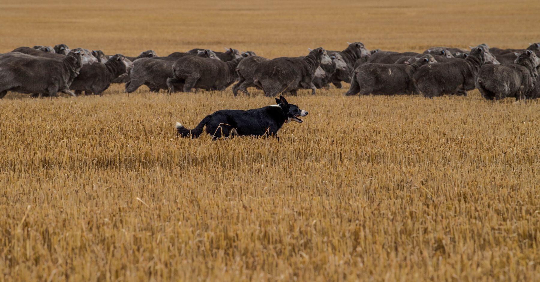 Weekly Sheep & Lamb Market Report
