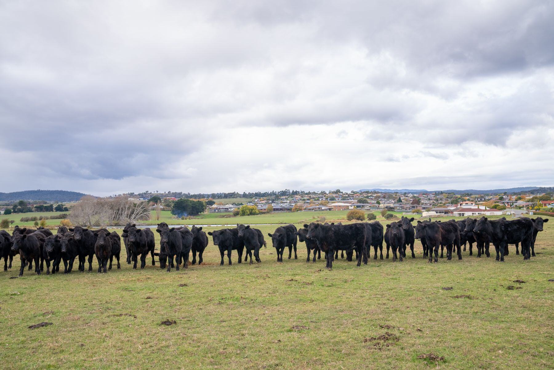 Trial finds probiotics push weight gain in cattle