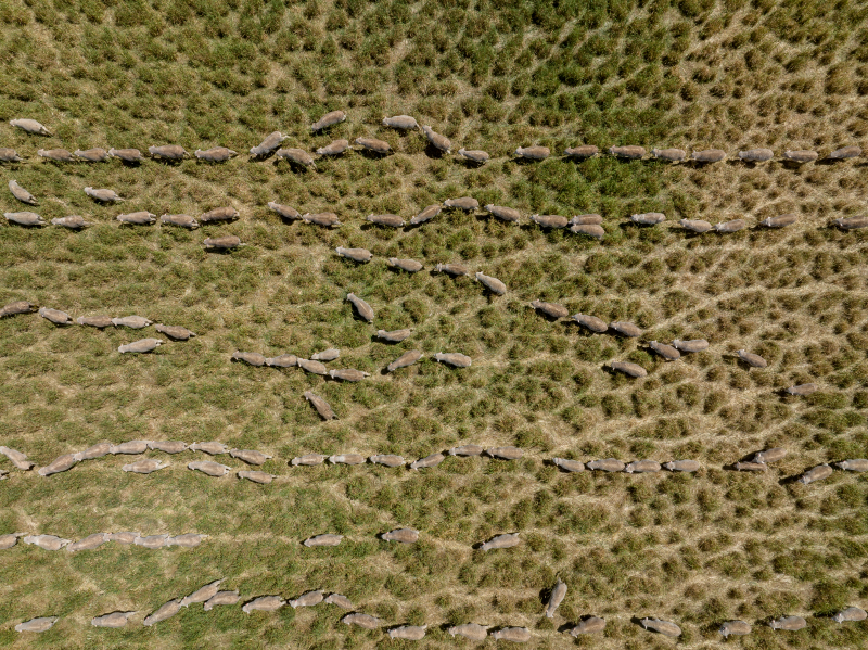Slaughter's early surge signals support for sheep in 2025