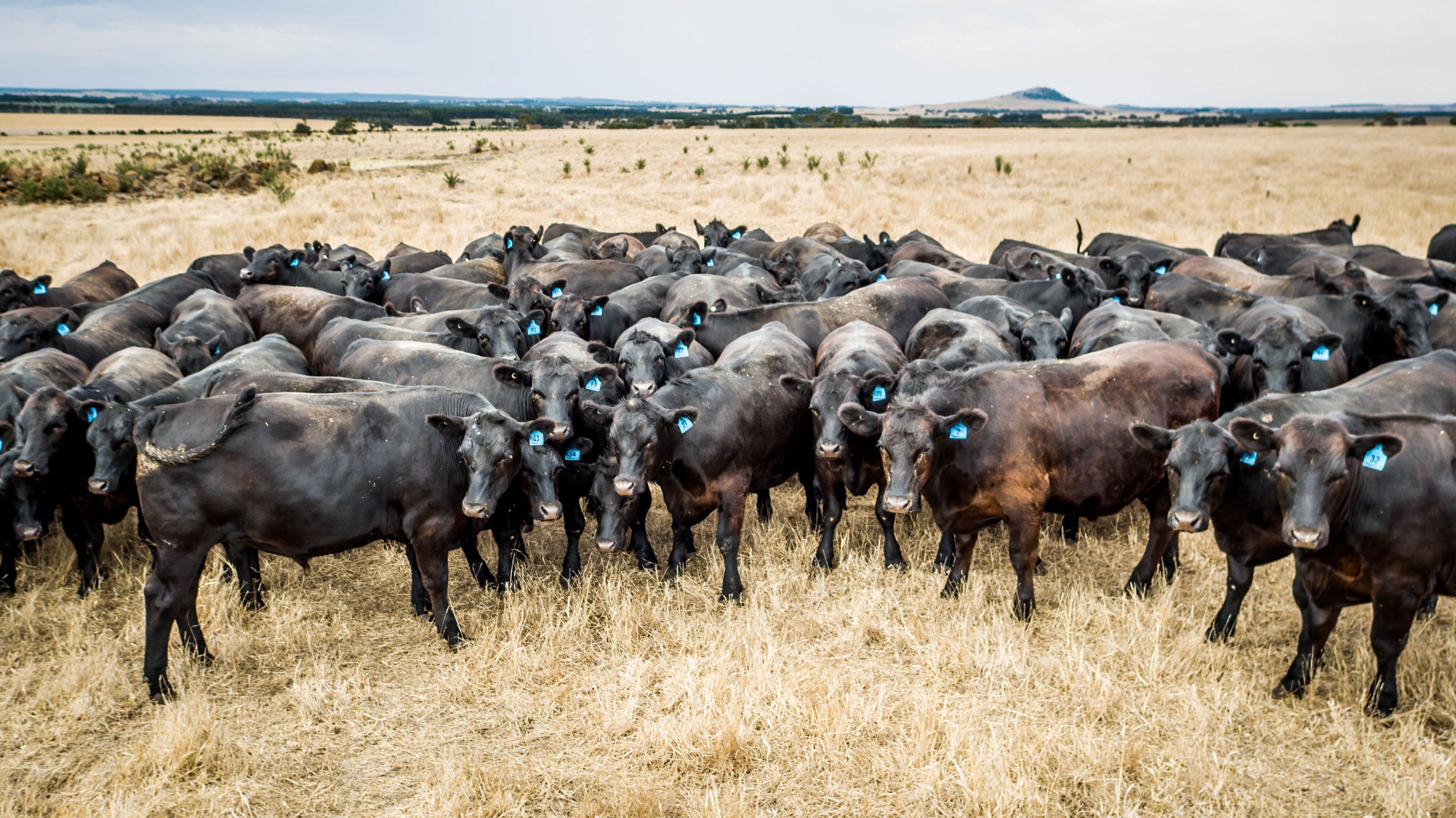 Will he or won't he? Trump address sheds new light on beef and lamb tariffs for Australia