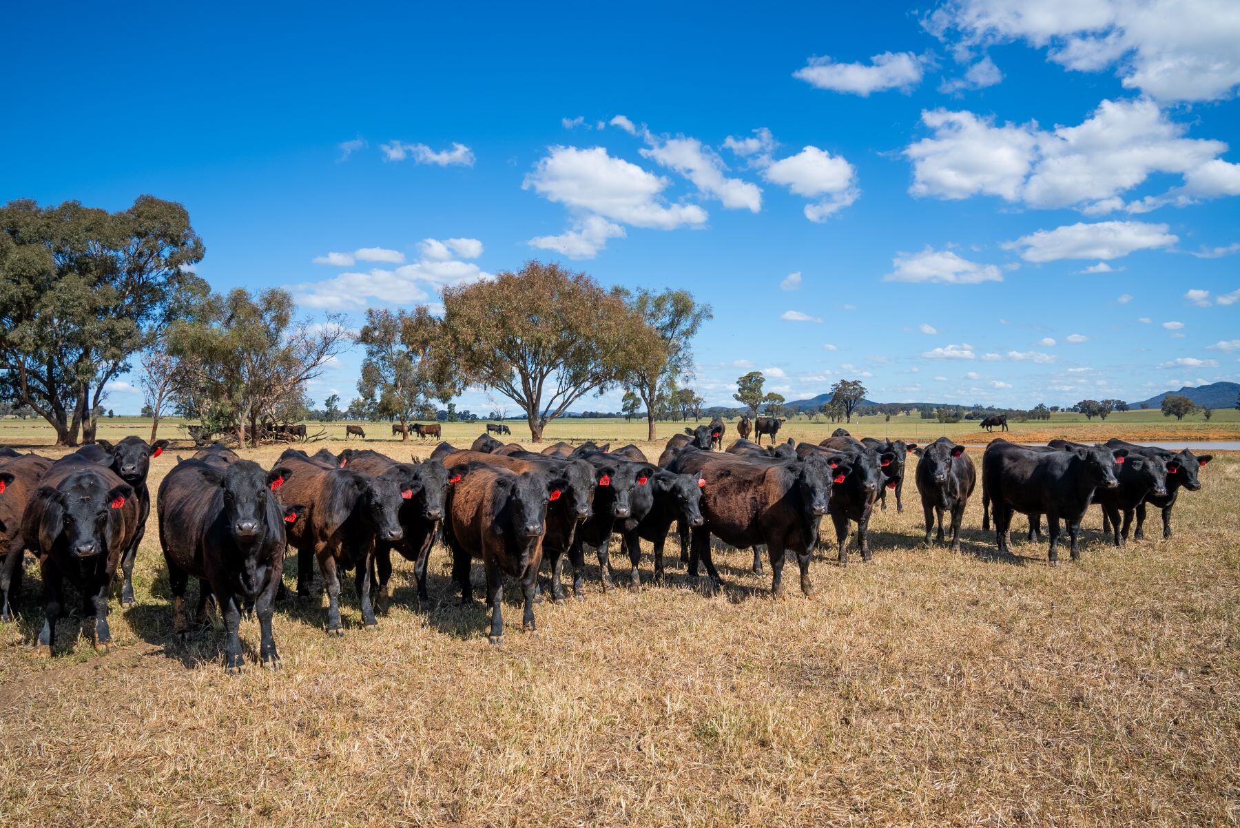 Southern conditions and confidence to factor in upcoming weaner sales