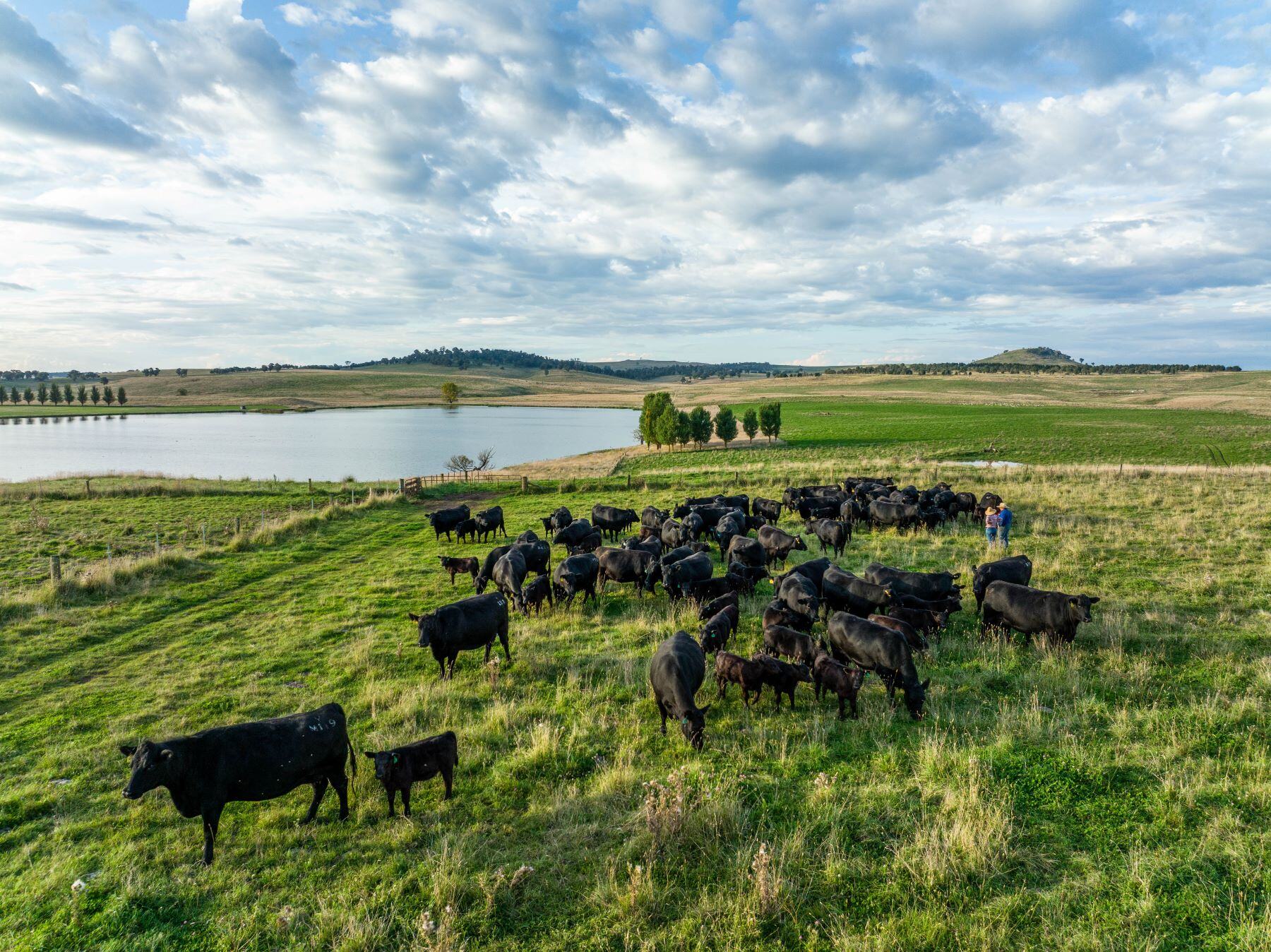 Australian agriculture 'well placed' for a strong year ahead: Rabobank