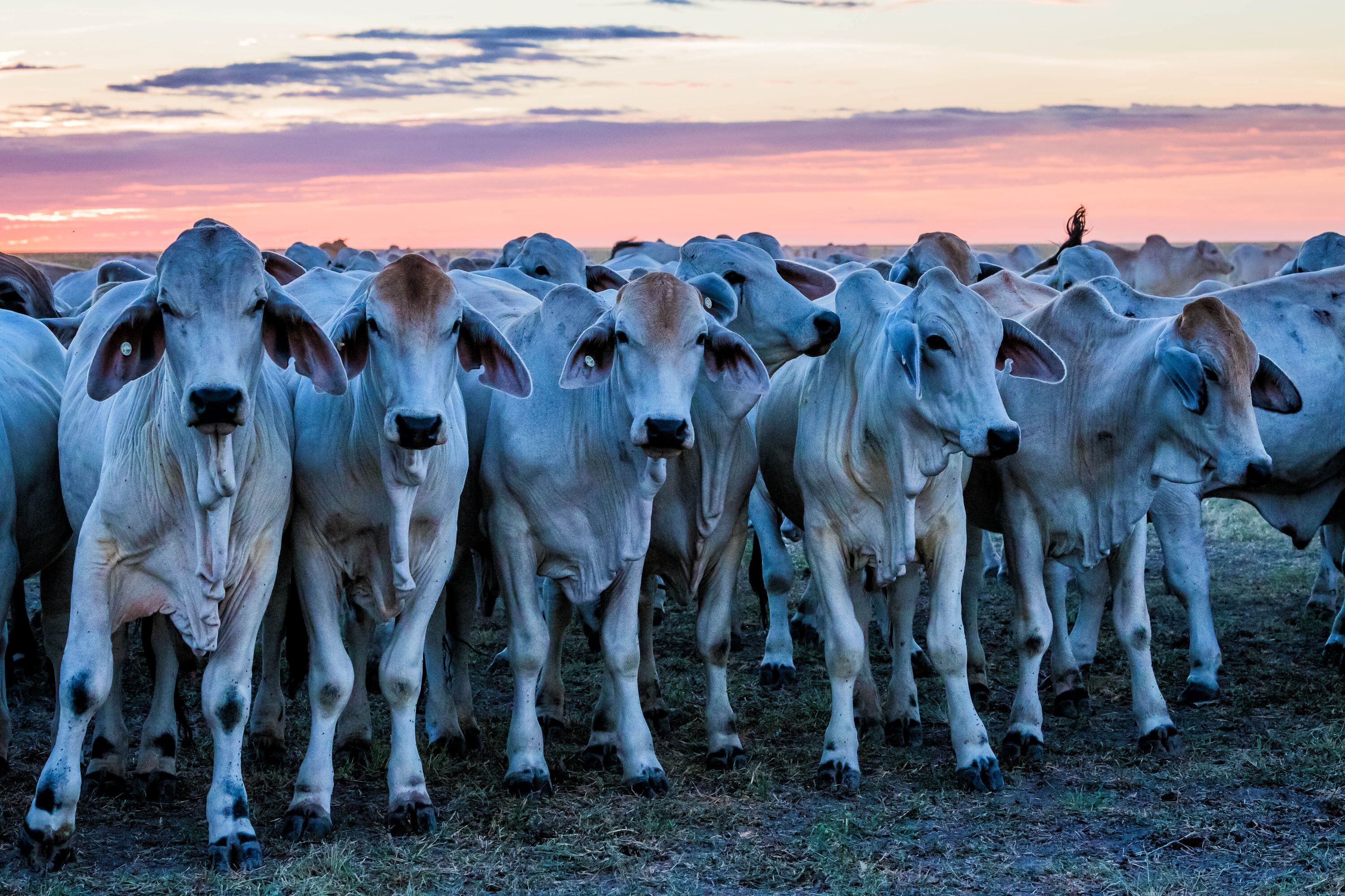 Australia’s cattle and beef production moving towards cyclical high