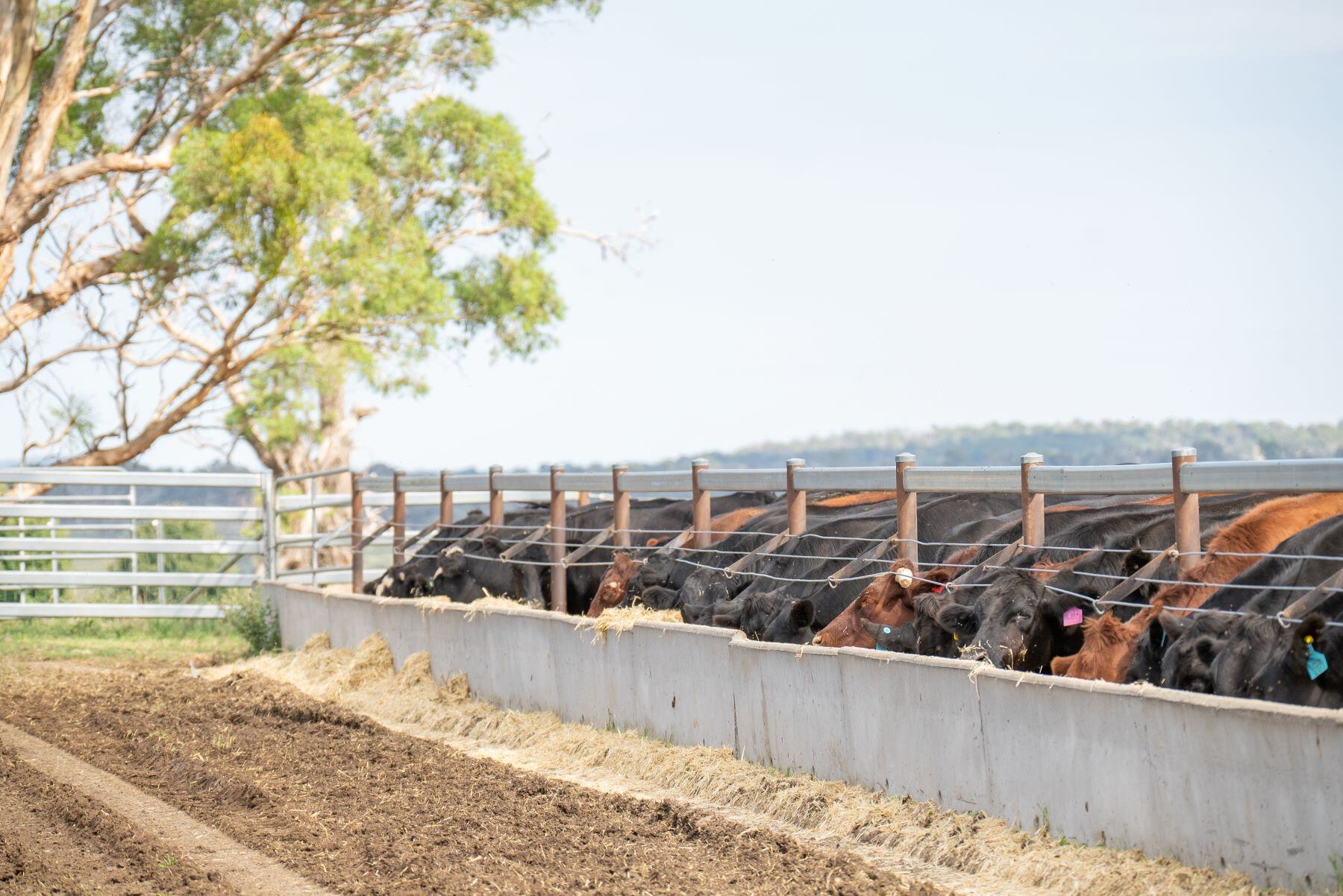 Grainfed beef lifts to new heights