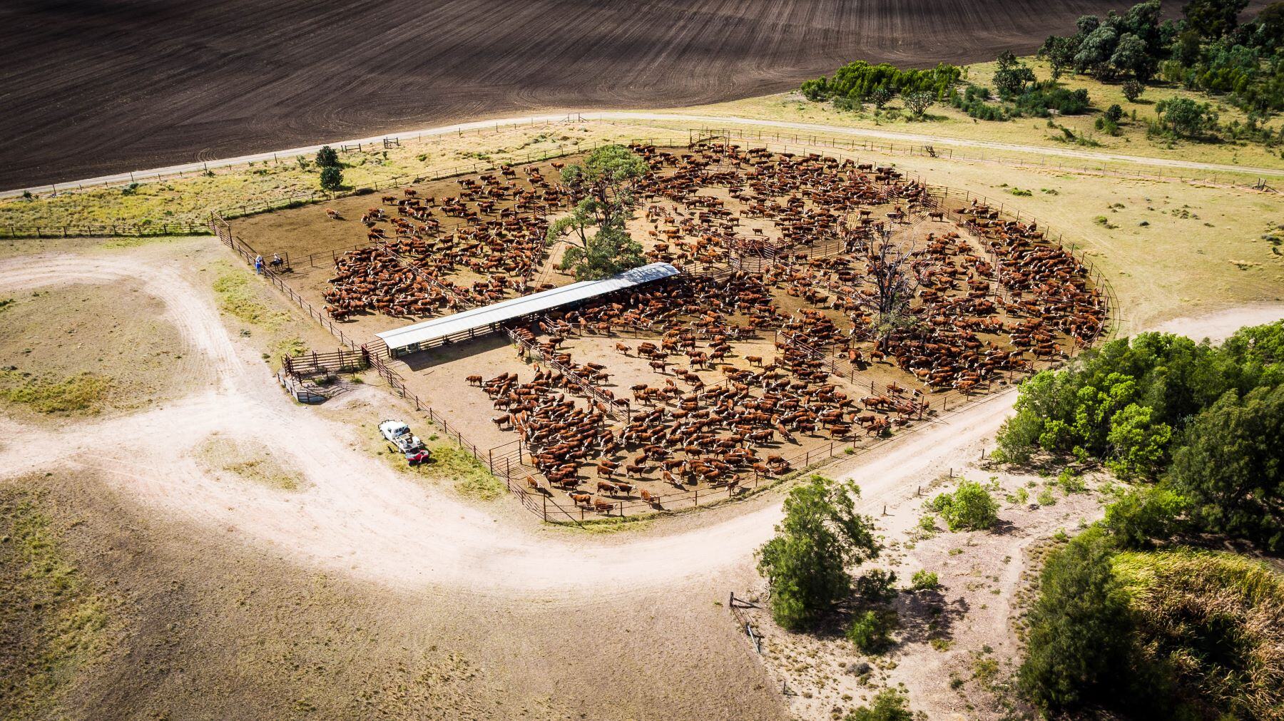 New additive shows promise in taming cattle emissions