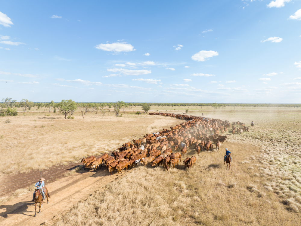 Cattle indicators fall as large offerings hit market