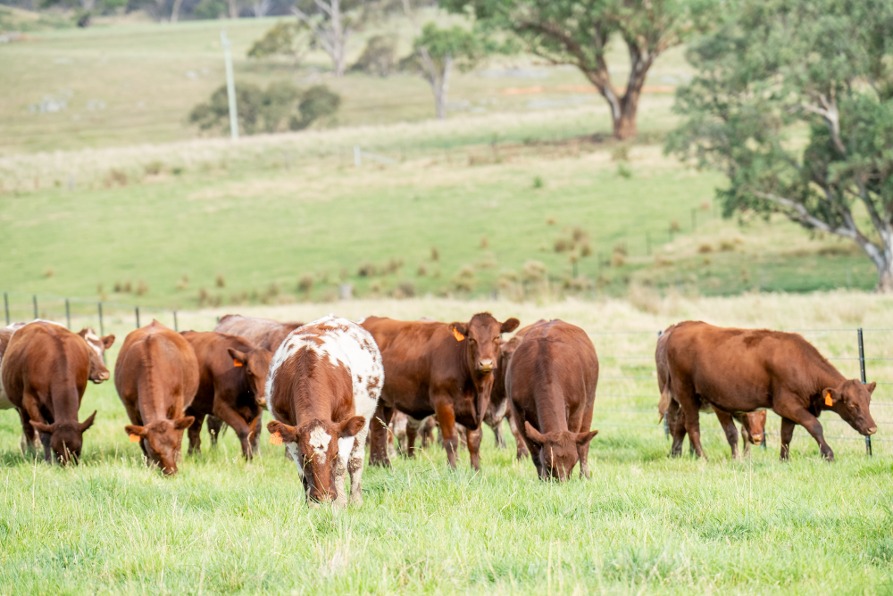 INDICATORS: NYCI bouncing back but sheep prices take nosedive