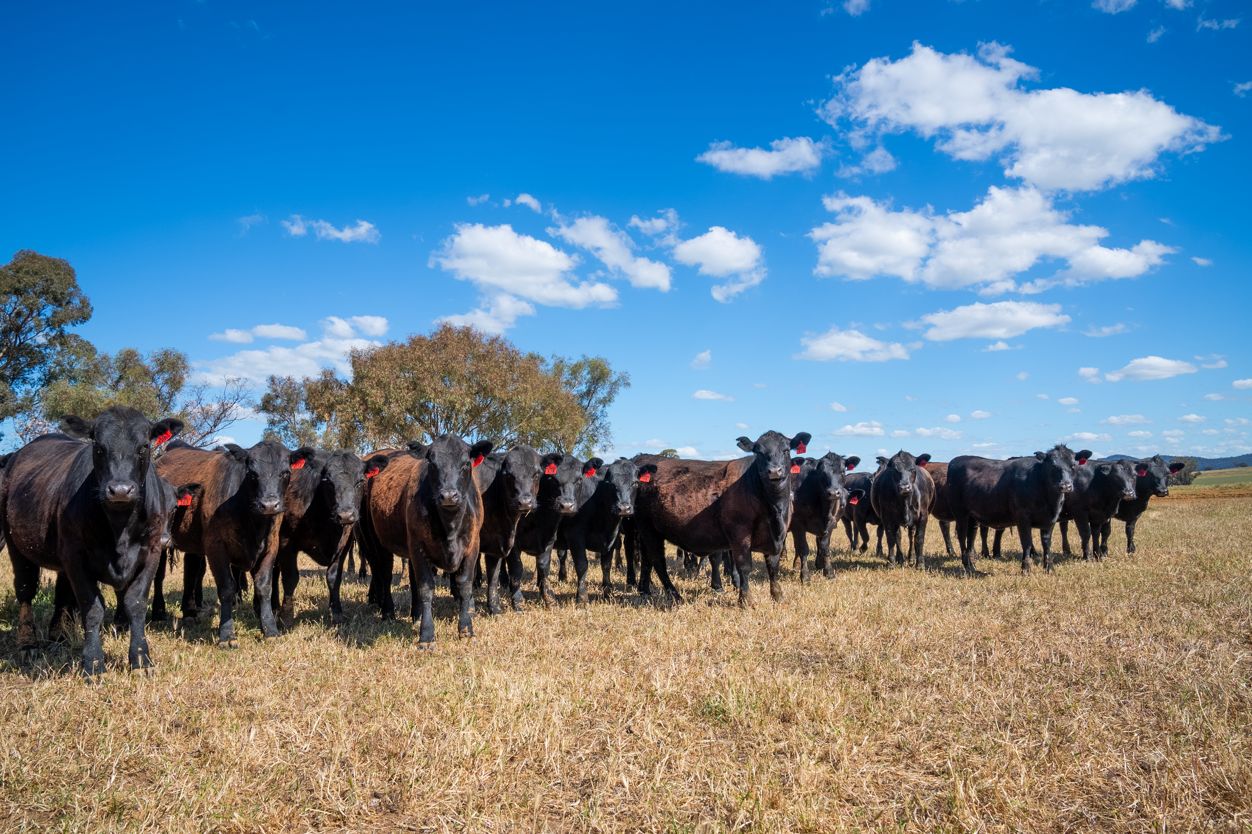 What does a southern herd rebuild mean for the market in H2 2025?