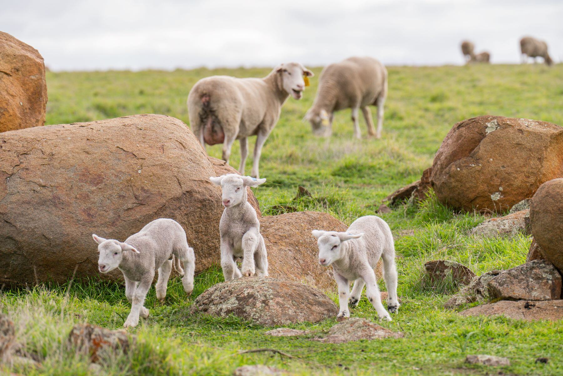 Study highlights persistent fertility issues in Aussie sheep