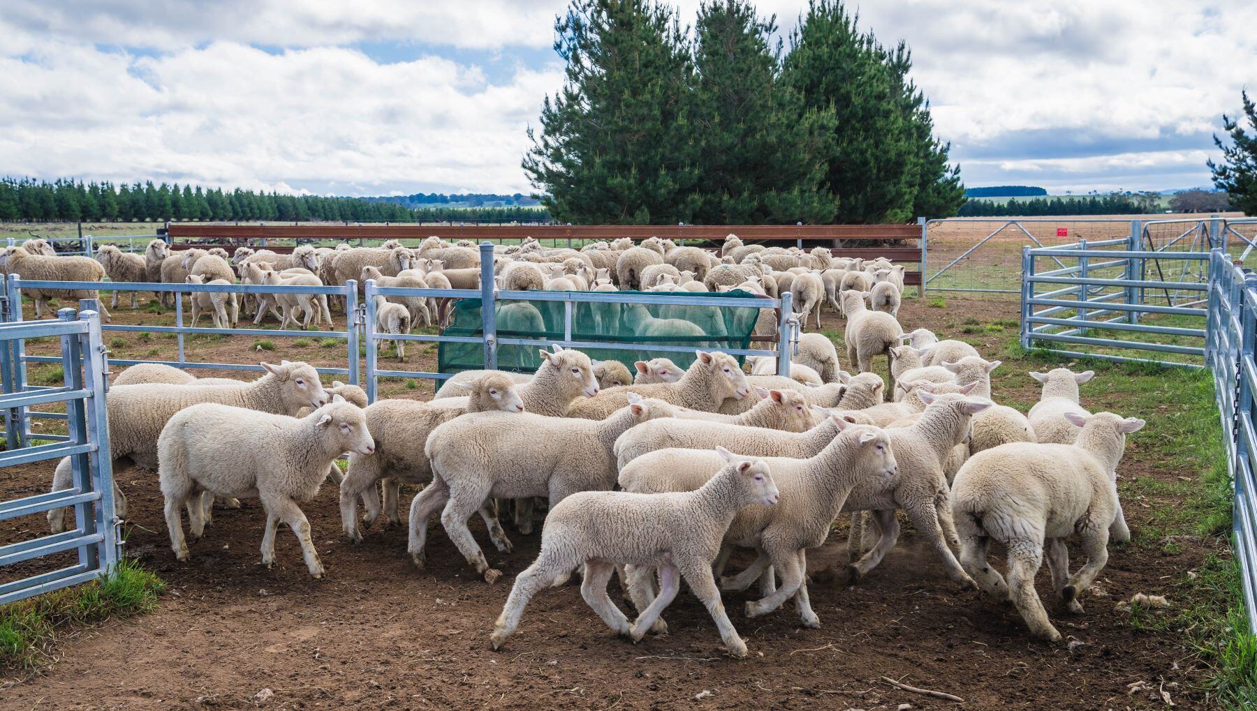 AuctionsPlus Restocker Lamb Indicator sets another record high