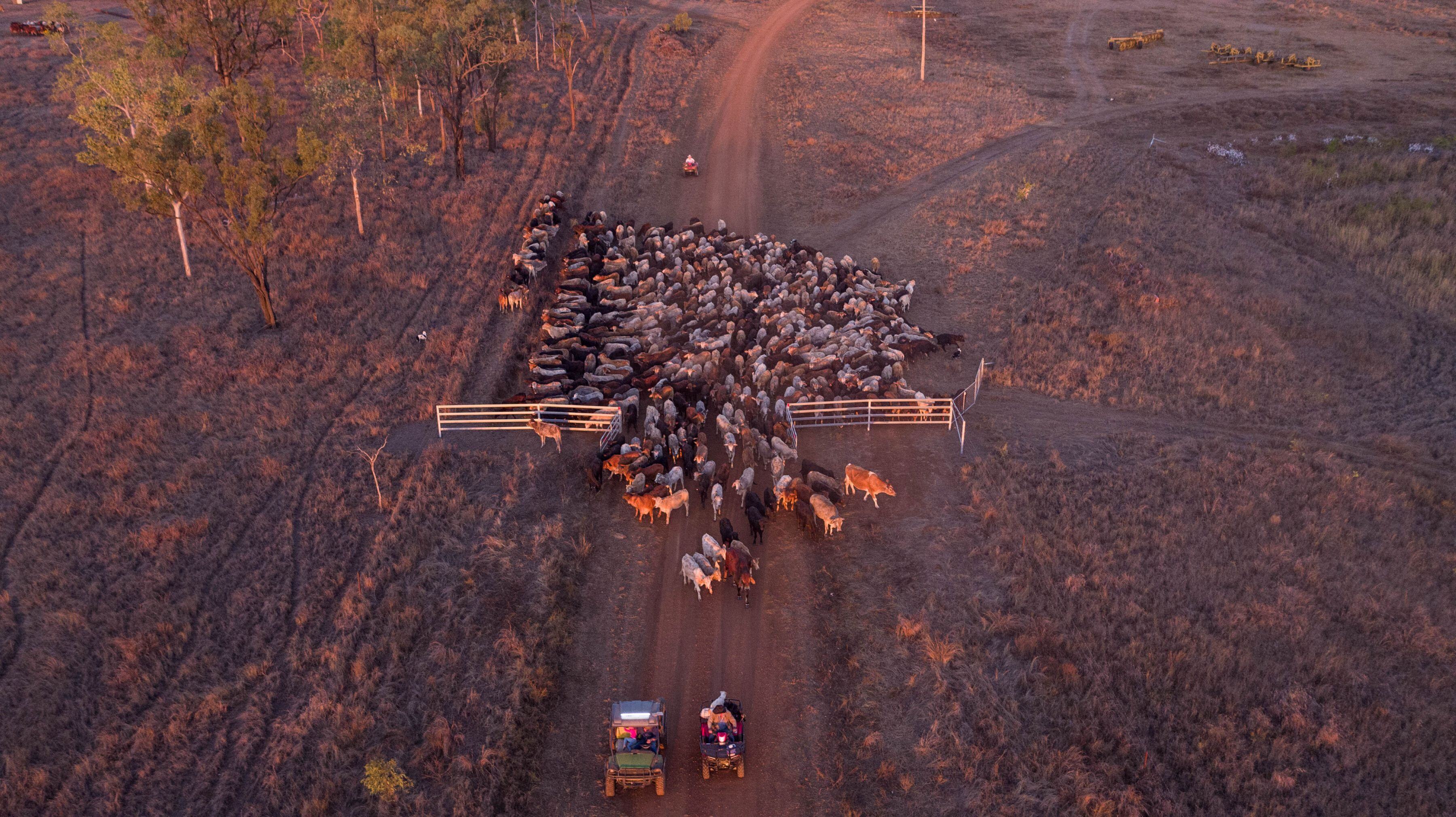 Of drought and flooding rains and what this means for livestock markets