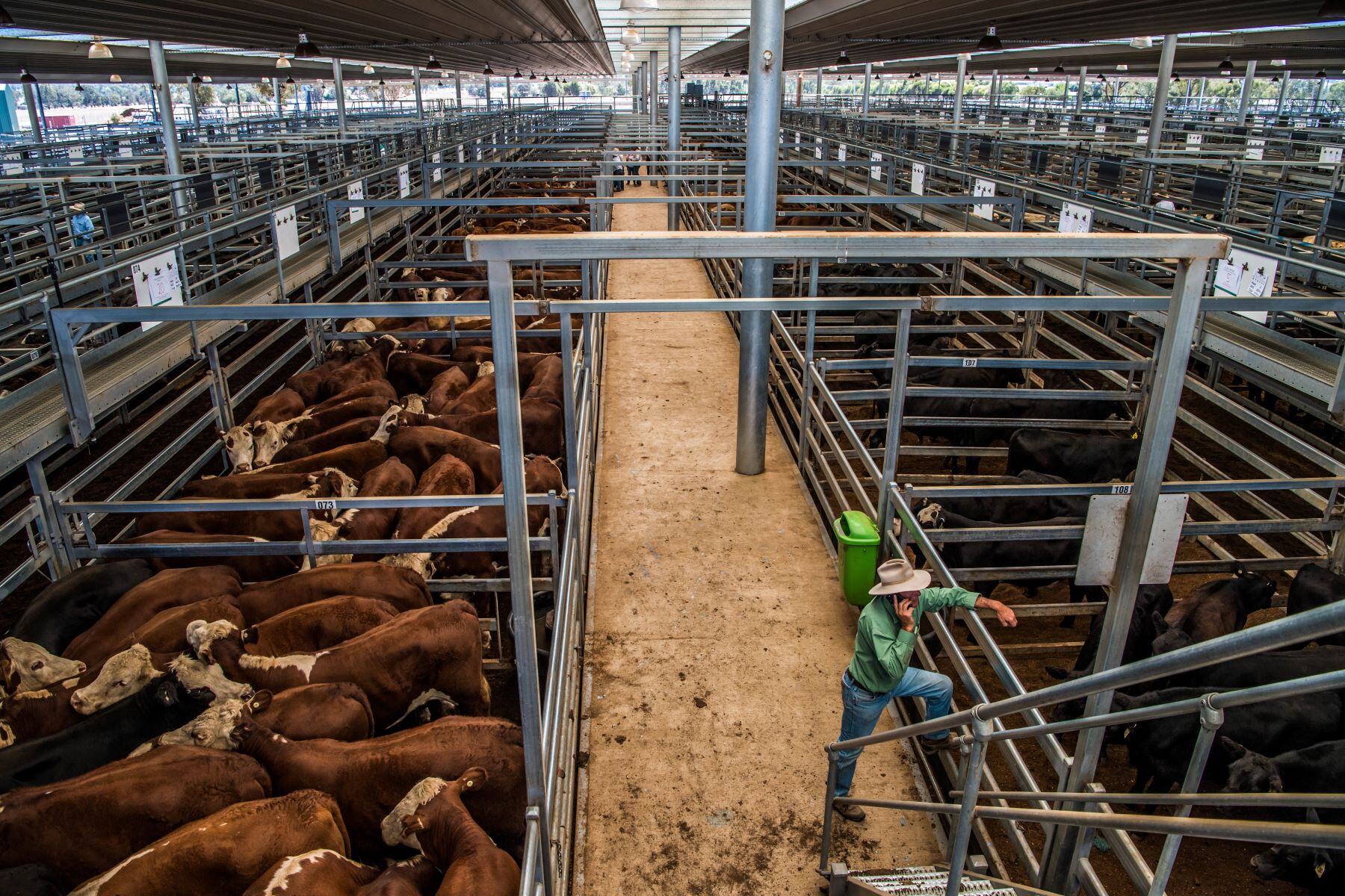 Cattle prices to ease in 2025: Rural Bank