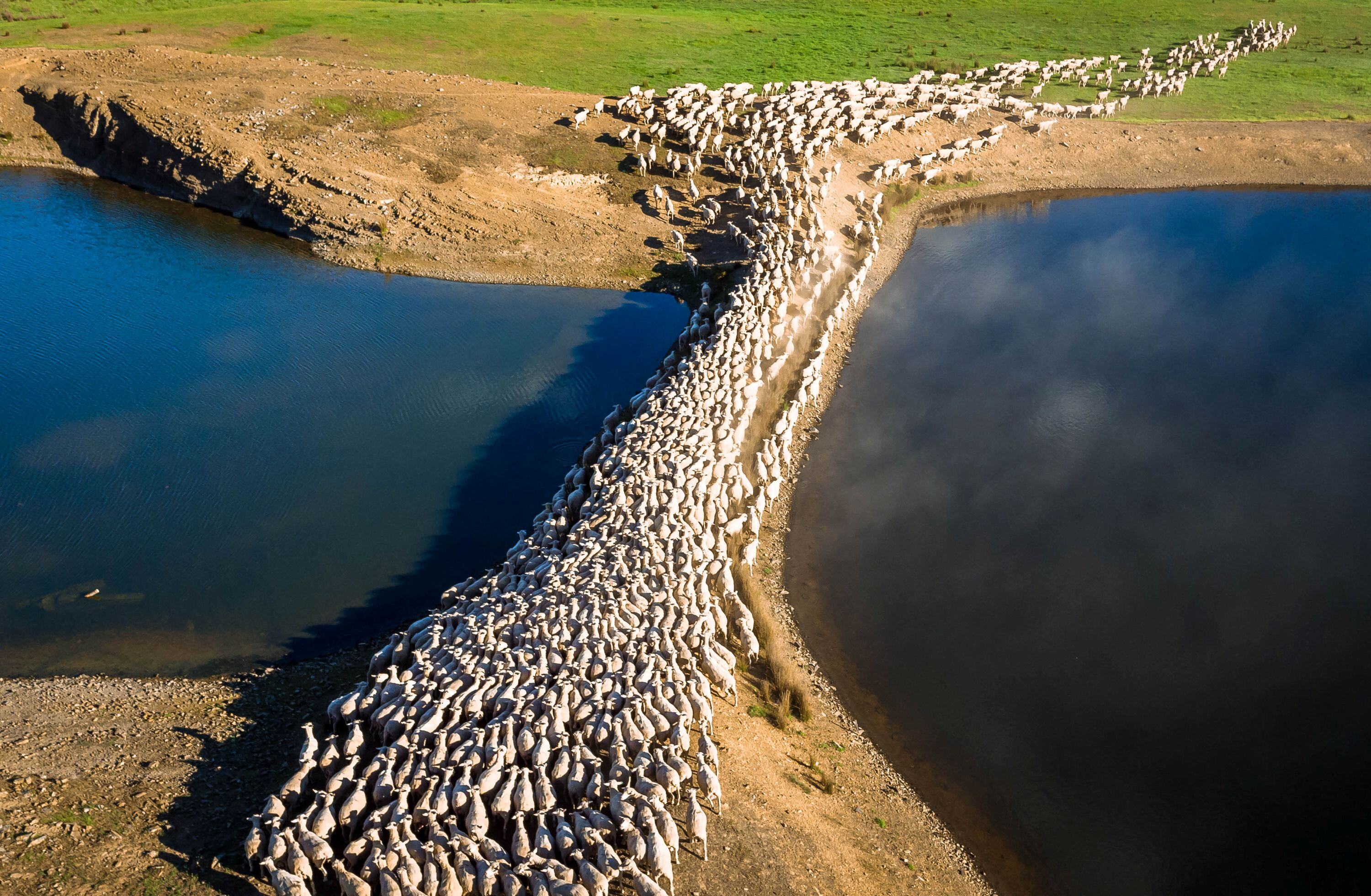 TOM'S MARKET MUSTER: Sheep slaughter peaks in 18 years as Brazil surpasses USA in cattle slaughter