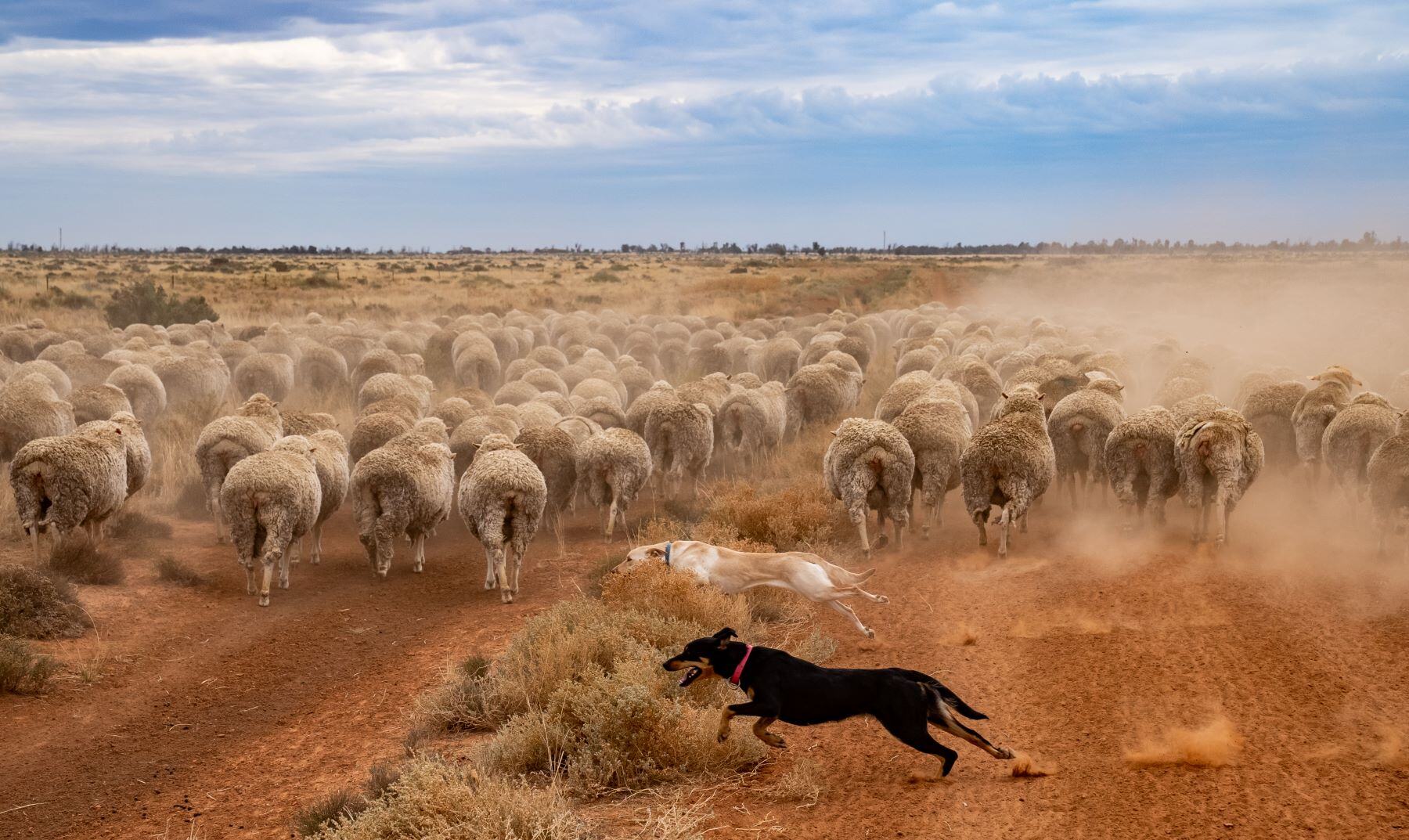 Sheep news briefs: Shearers demand better pay and conditions, live export sentiment lifts, record lamb slaughter and WoolPoll results