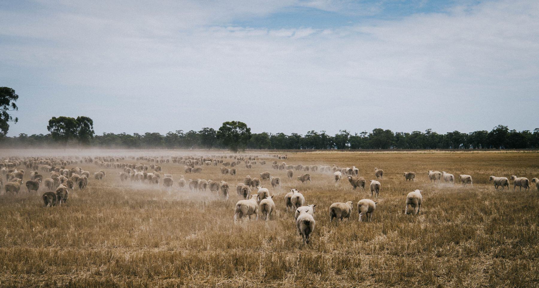 Grazing sheep on stubble in dry seasons