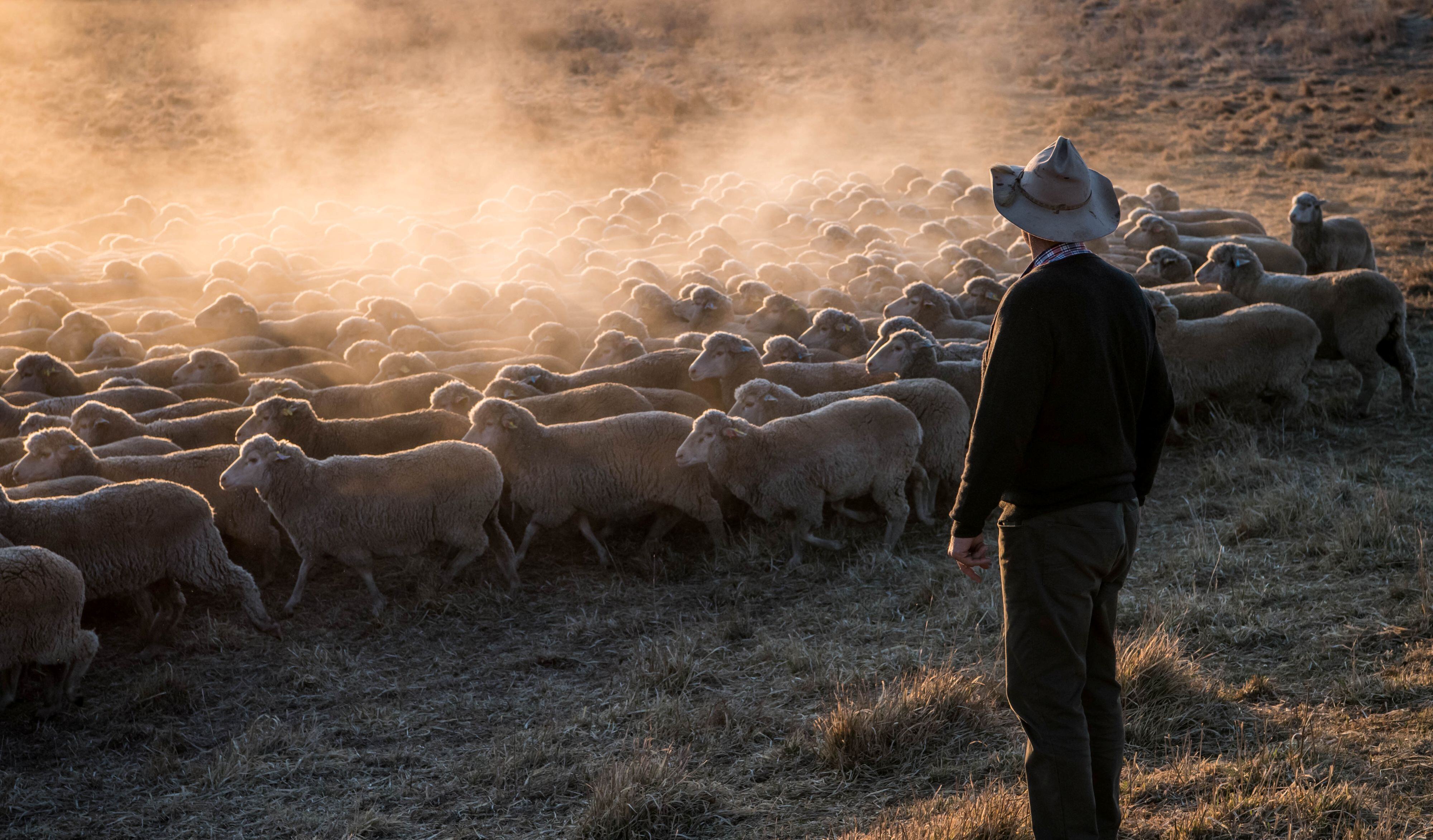 Merino vs Crossbred lambs: Comparing gross margins