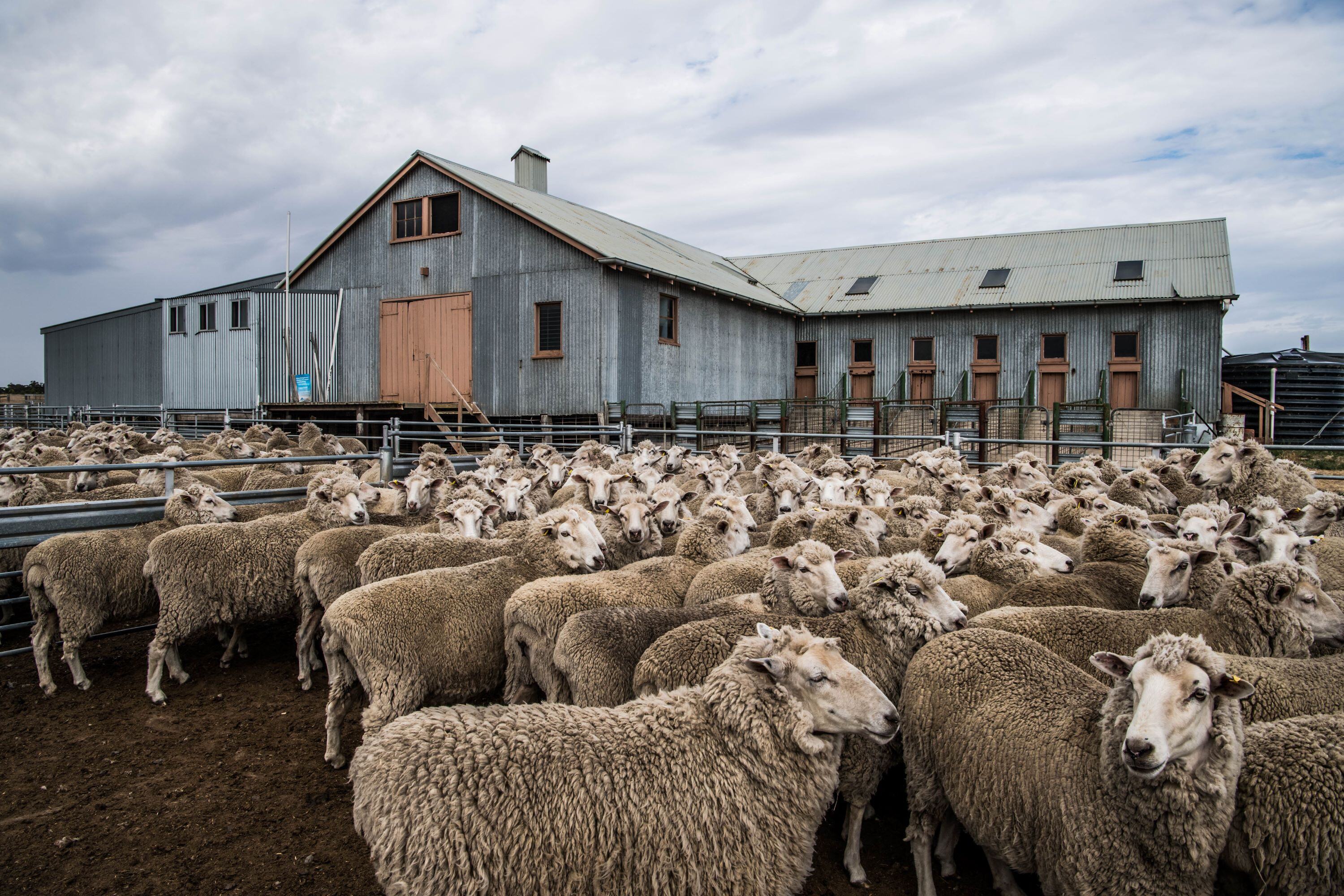 Autumn tightening for sheep and lamb