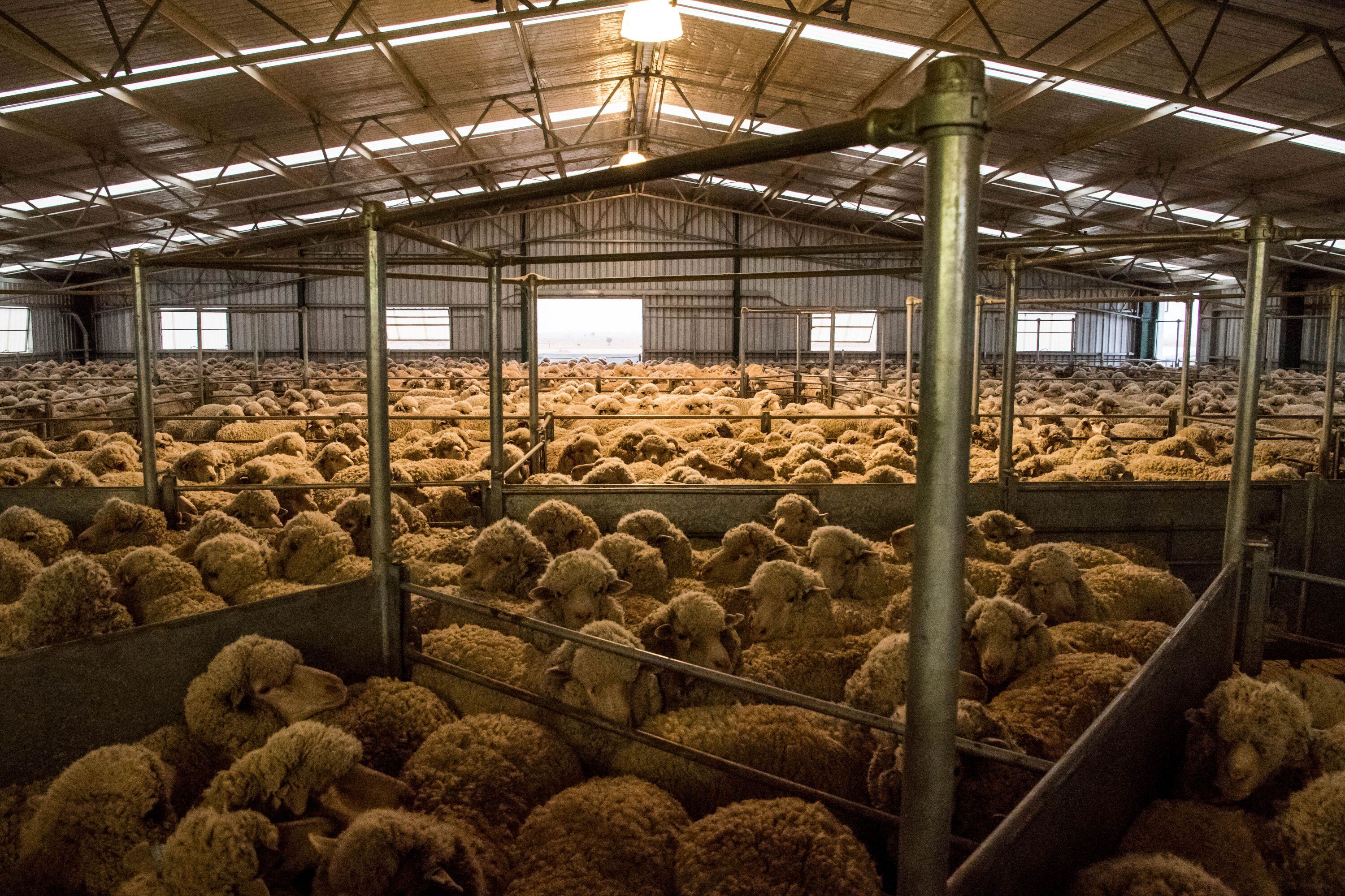 Market-smart reserves prove a winning move for Merinos online
