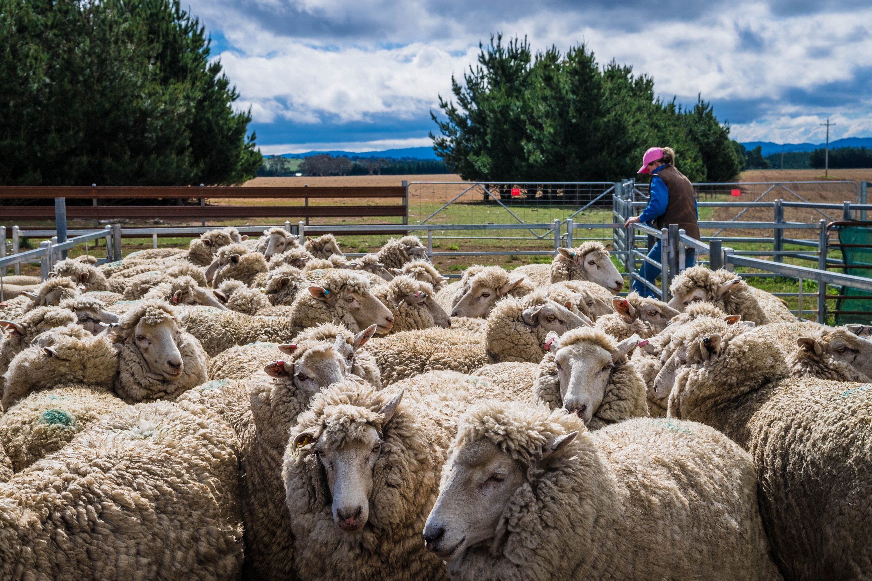 New Zealand flock decline an opportunity for Australian sheep producers?