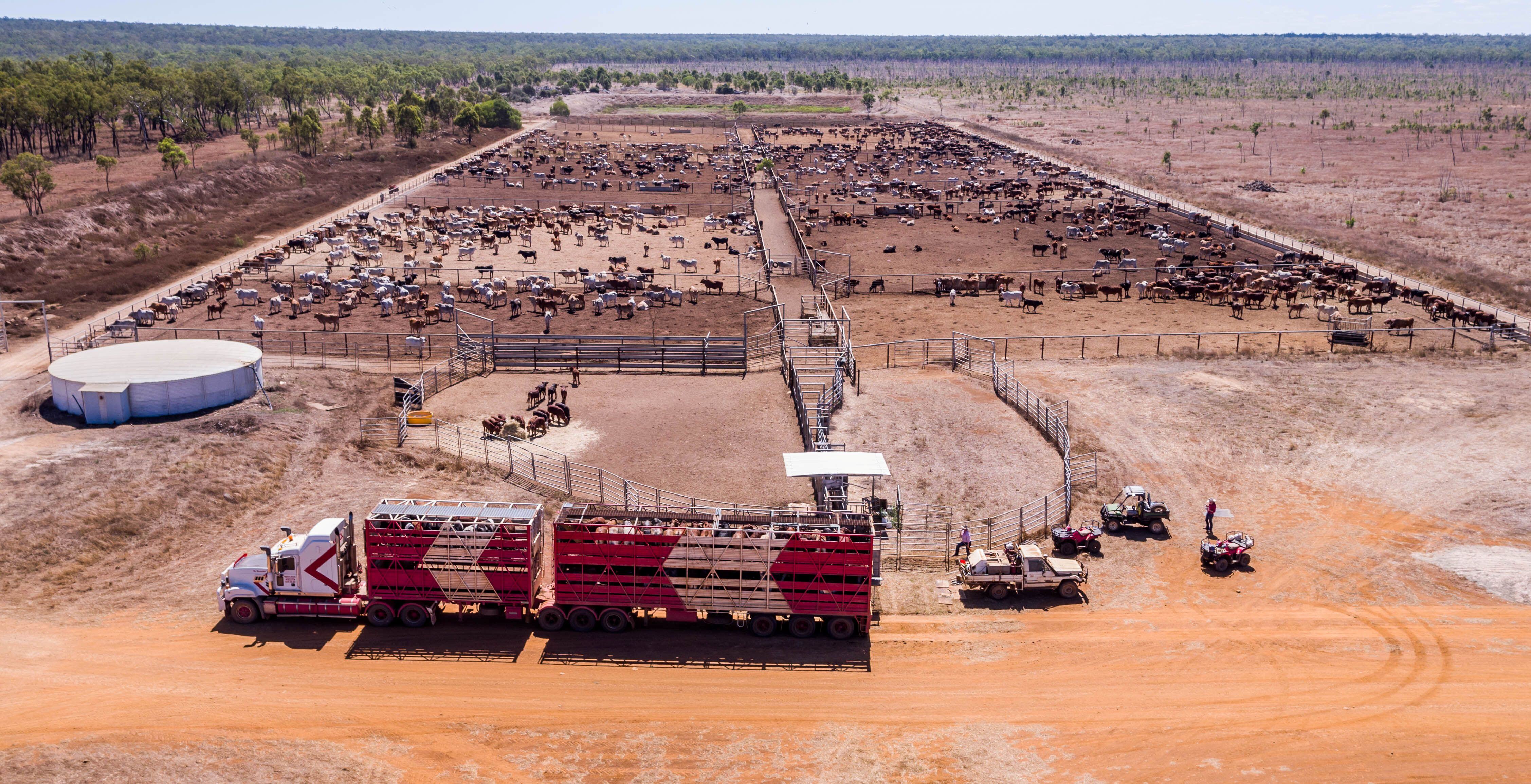 TOM'S MARKET MUSTER: Crossbred feeders are gaining on Angus